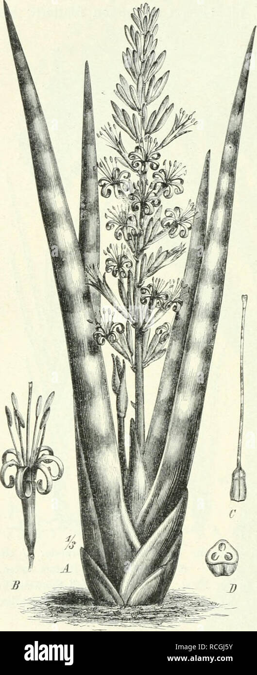 . Die Pflanzenwelt Afrikas, insbesondere circuizione tropischen Gebiete : Grundzge der Pflanzenverbreitung im Afrika und die Charakterpflanzen Afrikas. La botanica. 296 Liliiflorae. Liliacee. einige andere auf kleinere Bezirke beschränkte Arten un, wie 5. scnegdinbica Bak. in Senegambien, S. Kirkii Bak. im südlichen Nyassaland, auch die mit 2 m langen lanzettlichen Blättern versehene 5. nilotica Bak. vom Ghasalquellengebiet. Oben rinnige, an der Rückseite abgerundete Blätter besitzen 5. Volkensii Gurke (Fig. 197 i^, G] mit nur 5 dm langen Blättern und S. Ehrenbergii Schweinfth. (Fig. 197 H^K deren auf Foto Stock