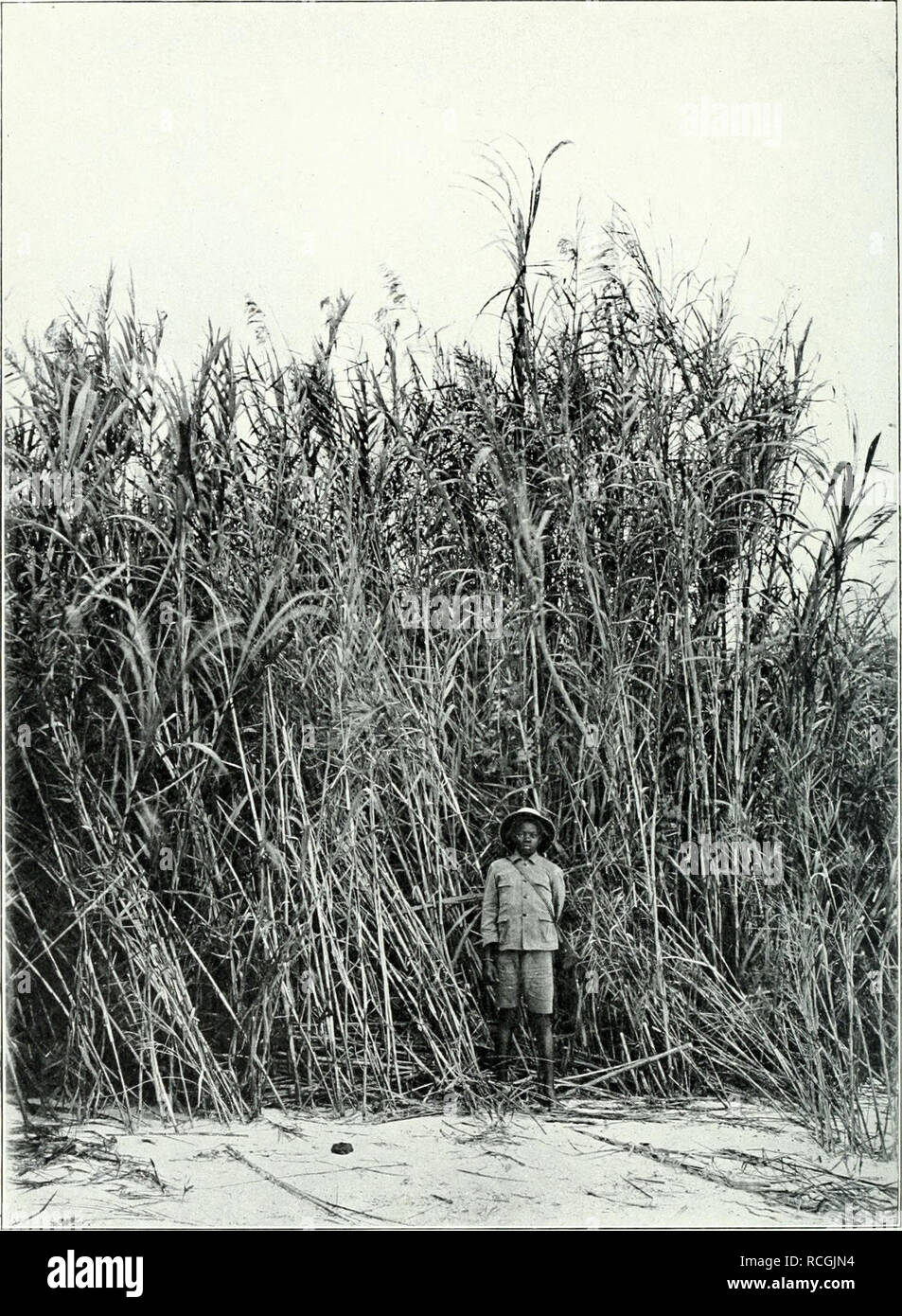 . Die Pflanzenwelt Afrikas, insbesondere circuizione tropischen Gebiete : Grundzge der Pflanzenverbreitung im Afrika und die Charakterpflanzen Afrikas. La botanica. Engler (Pflanzenwelt Afrikas. 11) Charakterpflanzen Afrikas. I. TAF. VIII, zu 5.1 49. La Phragmites communis (Lam.) Crep. Schilfdickicht am Victoria Nyansa. Nach einer Photographie von Exzellenz prof. Il dottor Robert Koch (1907). Si prega di notare che queste immagini vengono estratte dalla pagina sottoposta a scansione di immagini che possono essere state migliorate digitalmente per la leggibilità - Colorazione e aspetto di queste illustrazioni potrebbero non perfettamente assomigliano al lavoro originale. E Foto Stock