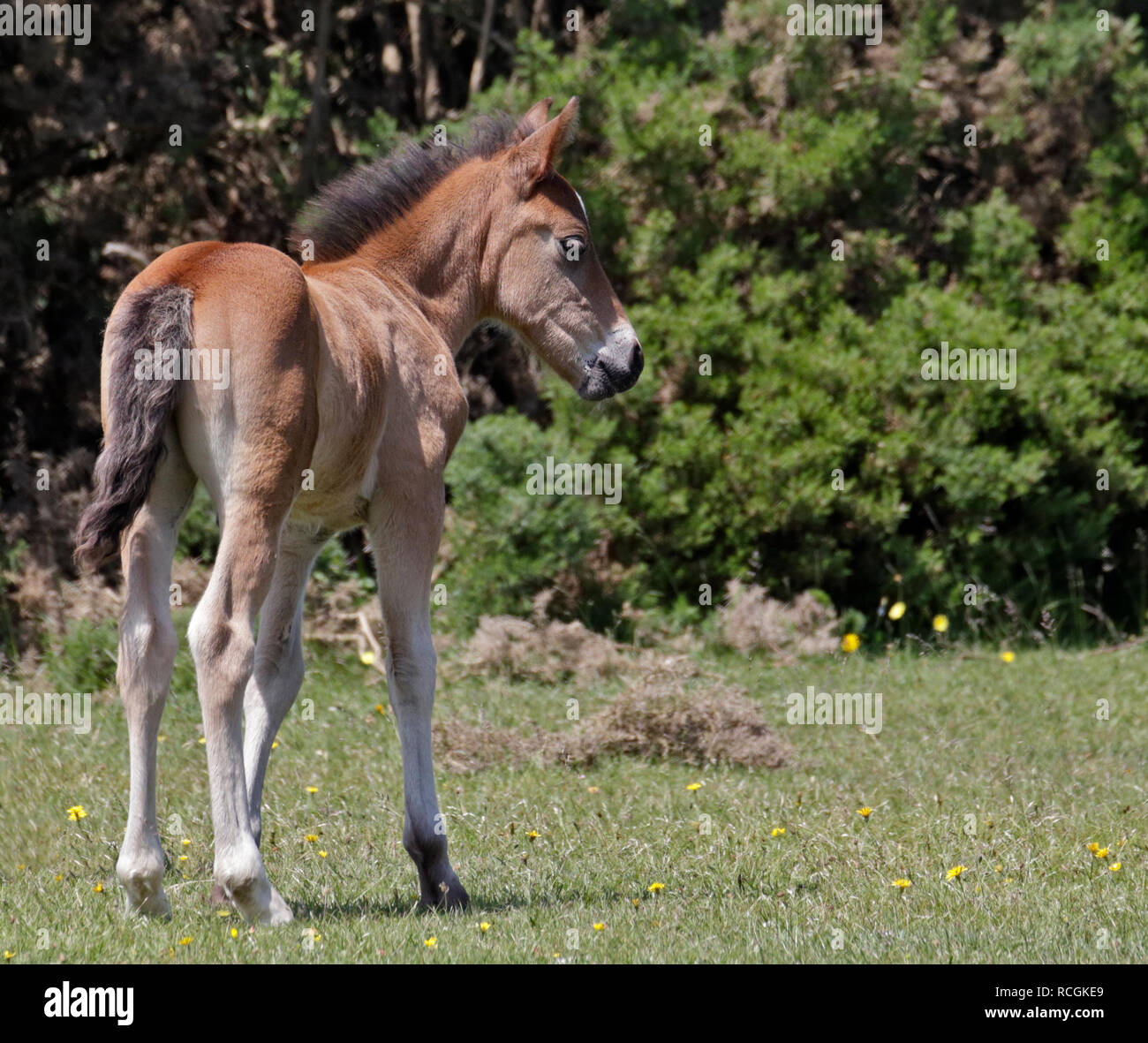 Pony puledro, New Forest, Hampshire, Inghilterra Foto Stock