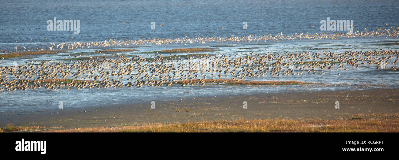 I Paesi Bassi, Vlieland, il Wadden Sea, Sito Patrimonio Mondiale dell'Unesco. La bassa marea. Gli uccelli di appoggio e di avanzamento. Foto Stock