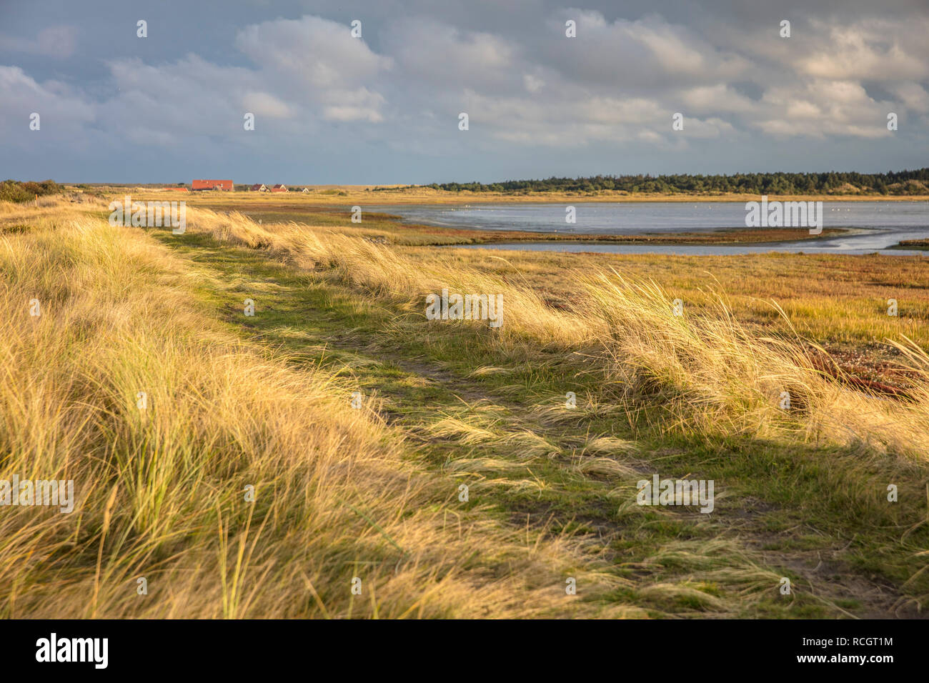 La bassa marea, Posthuis Palude Salata. Il Wadden Sea. Unesco - Sito Patrimonio dell'umanità. Vlieland. I Paesi Bassi. Foto Stock
