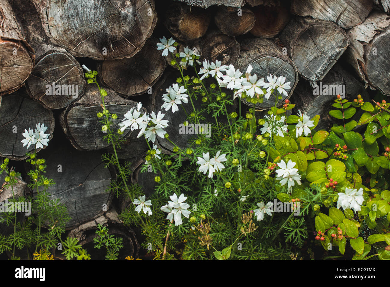 Fiori di campo bianco nella parte anteriore di una pila di registri Foto Stock
