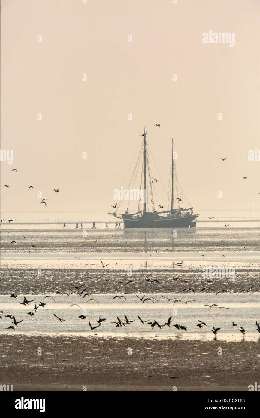 Gli uccelli acquatici sulle velme. La bassa marea. Tradizionale di sfondo veliero, ora utilizzato come charter a vela. Il Wadden Sea. Oosterend, Paesi Bassi Foto Stock