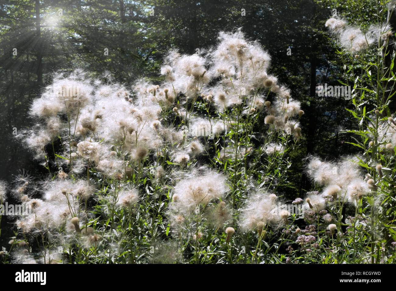 Creeping thistle con feathery pappus Foto Stock
