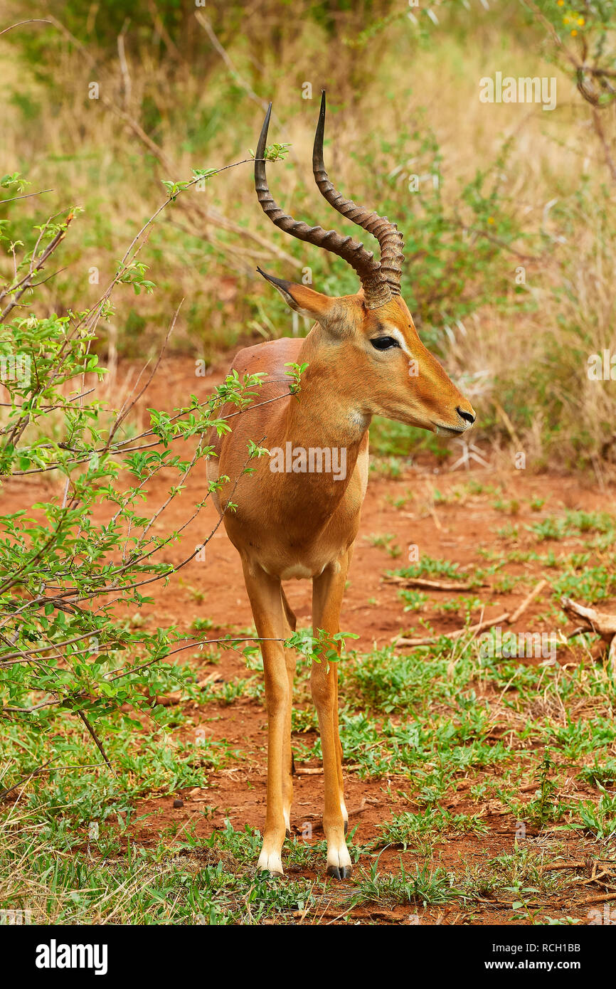 Impala nel Parco Nazionale di Kruger Foto Stock