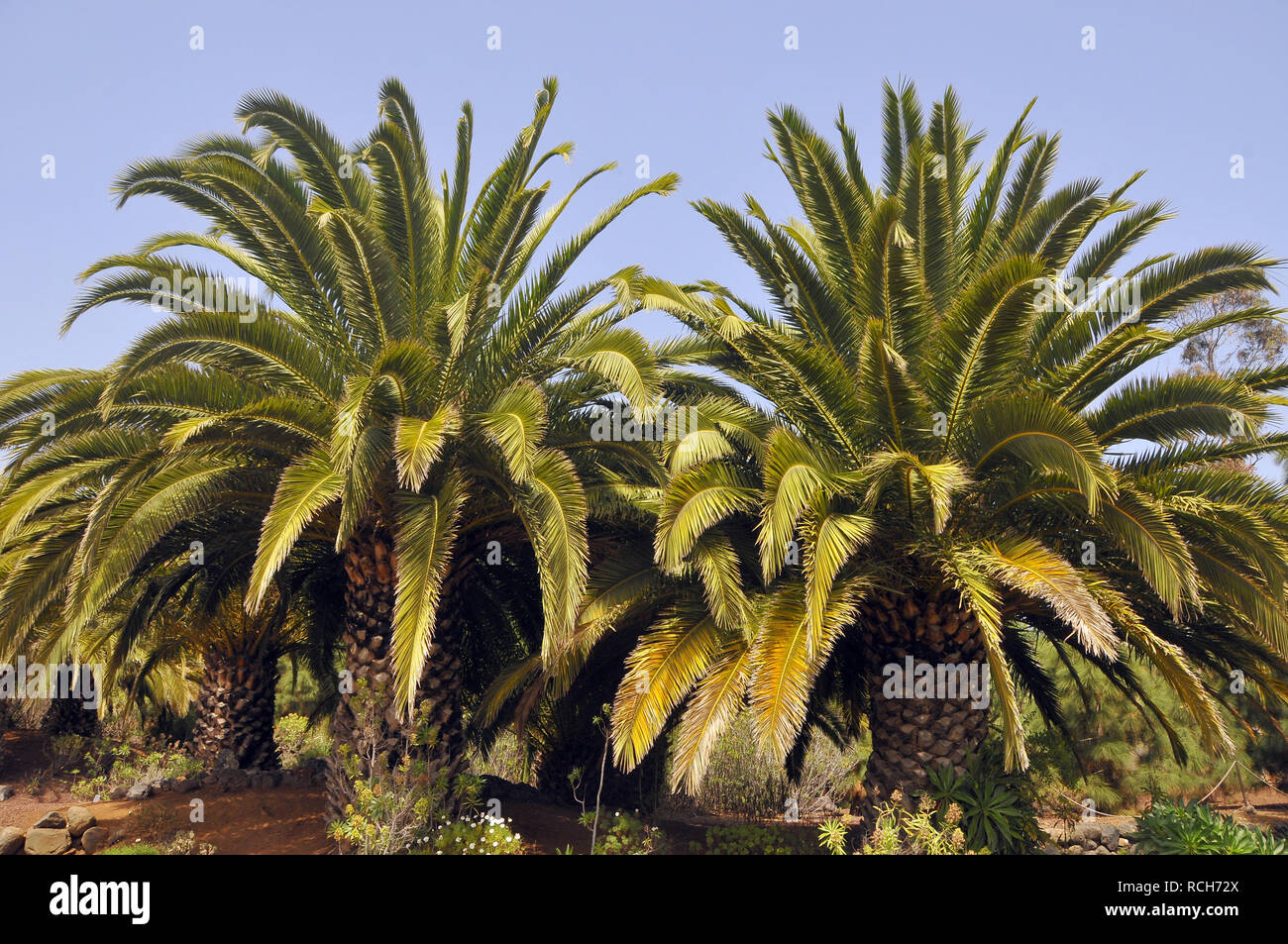 Isola Canarie data palm, ananas palm, Kanarische Dattelpalme, kanári datolyapálma, Phoenix canariensis Foto Stock