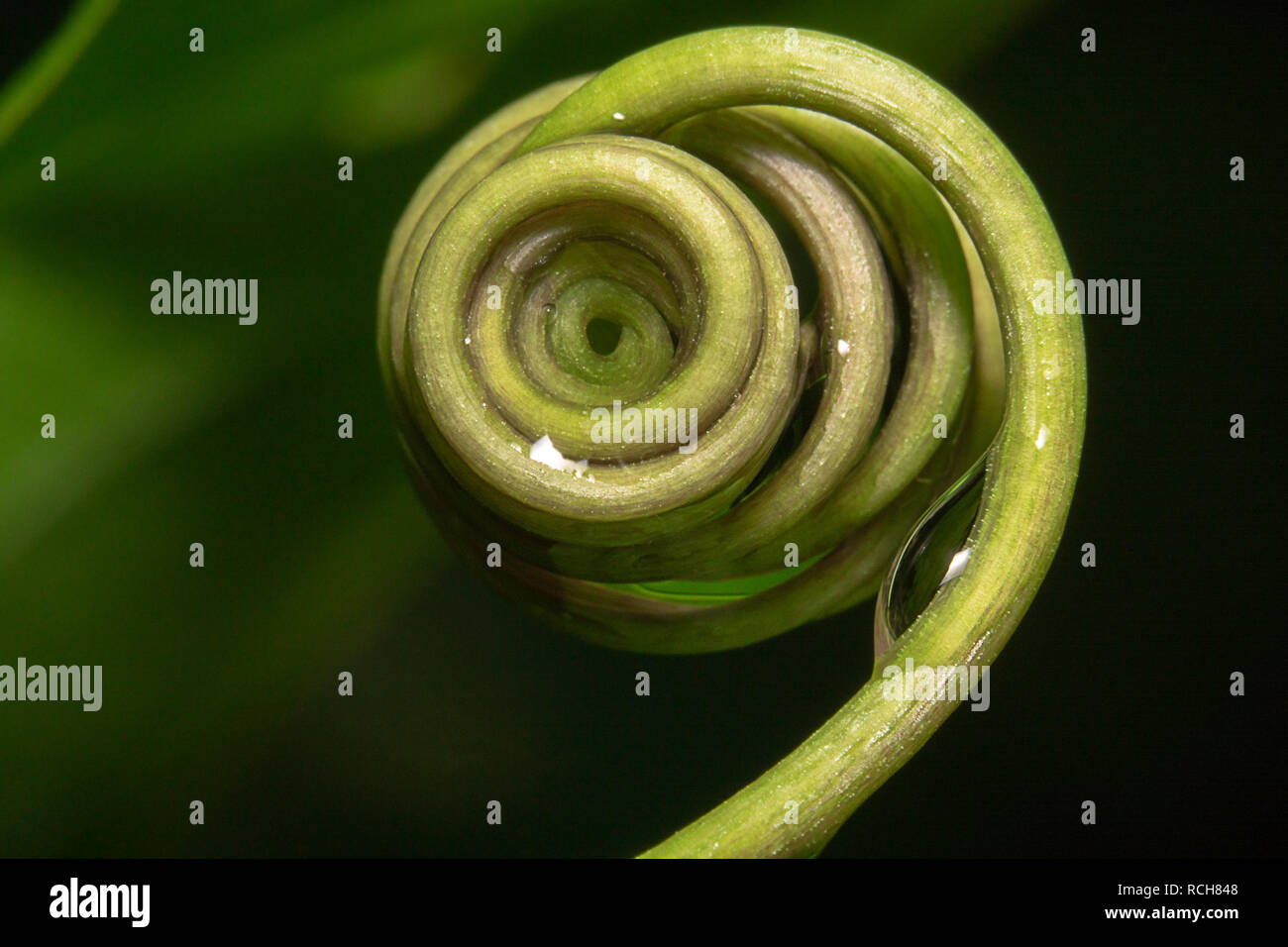 Spirale di Fibonacci in natura, verde impianto a spirale, design naturale, assomiglia a un occhio della natura Foto Stock