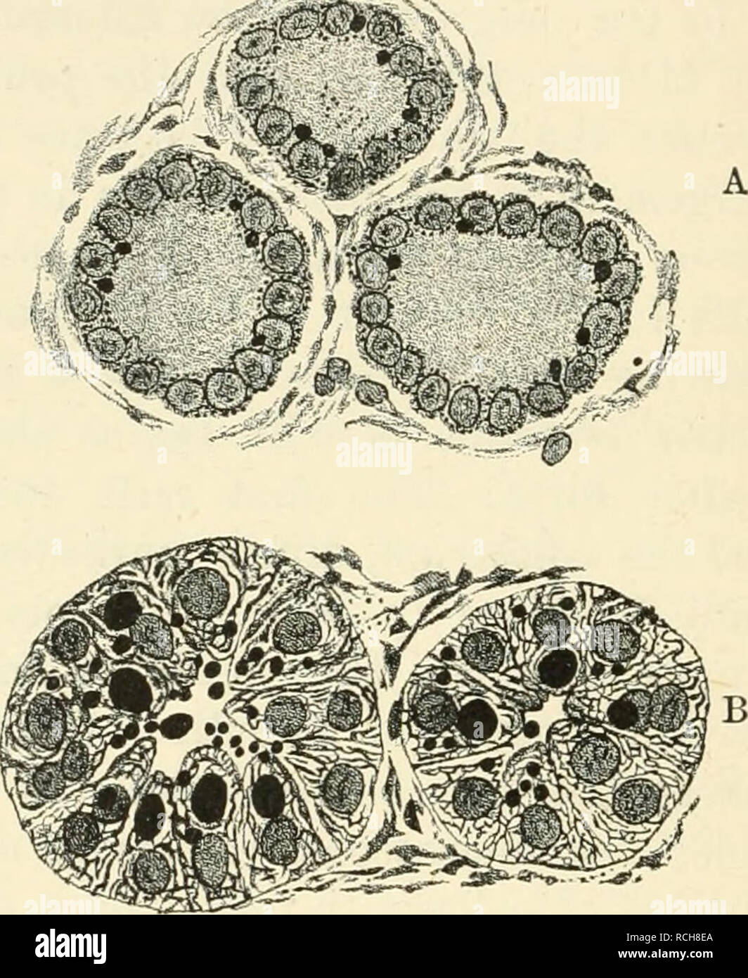 . Elementi di fisiologia umana. Fisiologia. 692 fisiologia parti centrale di tutte le celle sono coltivati con fat-granuli e granuli più fini, che sono probabilmente di proteina nel carattere (cfr. Fig. 311). Il processo che va avanti nella transizione da appoggio per la condizione scaricata è come segue. In alcune delle cellule, la parte centrale, con il suo contenuto è degenerata nucleo figlia, si stacca completamente dalla parte basale, Fig. 311.. Sezioni della ghiandola mammaria di cavia (fat-granuli colorati di nero con acido osniic). A. durante il riposo. B. Durante la secrezione attiva. Si sarà notato che in t Foto Stock