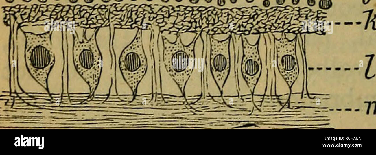 . Elementi di istologia. Istologia. G © © ® © Q) @® © © q © © &LT;J ^ 0 o1 434. La retina (Fig. 157) consiste dei seguenti strati, contando dall'interno verso la coroide mem brane-:- (1) La membrana limitans giornat, che è prossima al mem- brana hyaloidea del corpo vitreo; (2) il nervo-strato di fibre; (3) lo strato di cellule gangliari; (4) il gran interna- ular o mole interna- cular strato; (5) lo strato interno di nuclei; (6) esterna, granulare o molecolare esterno o strato internuclear; (7) lo strato esterno di nuclei; (8) la membrana esterna limitans ; (9) lo strato di barre e coni; Foto Stock
