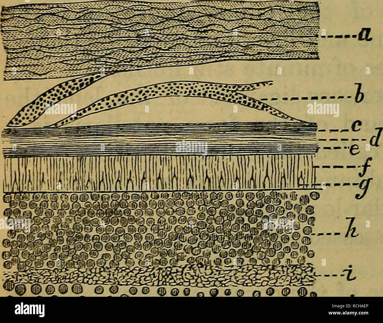 . Elementi di istologia. Istologia. 3o8 [Cap. XXXIX. Capitolo XXXIX. La retina.. G © © ® © Q) @® © © q © © &LT;J ^ 0 o1 434. La retina (Fig. 157) consiste dei seguenti strati, contando dall'interno verso la coroide mem brane-:- (1) La membrana limitans giornat, che è prossima al mem- brana hyaloidea del corpo vitreo; (2) il nervo-strato di fibre; (3) lo strato di cellule gangliari; (4) il gran interna- ular o mole interna- cular strato; (5) lo strato interno di nuclei; (6) esterna, granulare o molecolare esterno o strato internuclear; (7) lo strato esterno di nuclei; (8) il limite di membrana Foto Stock