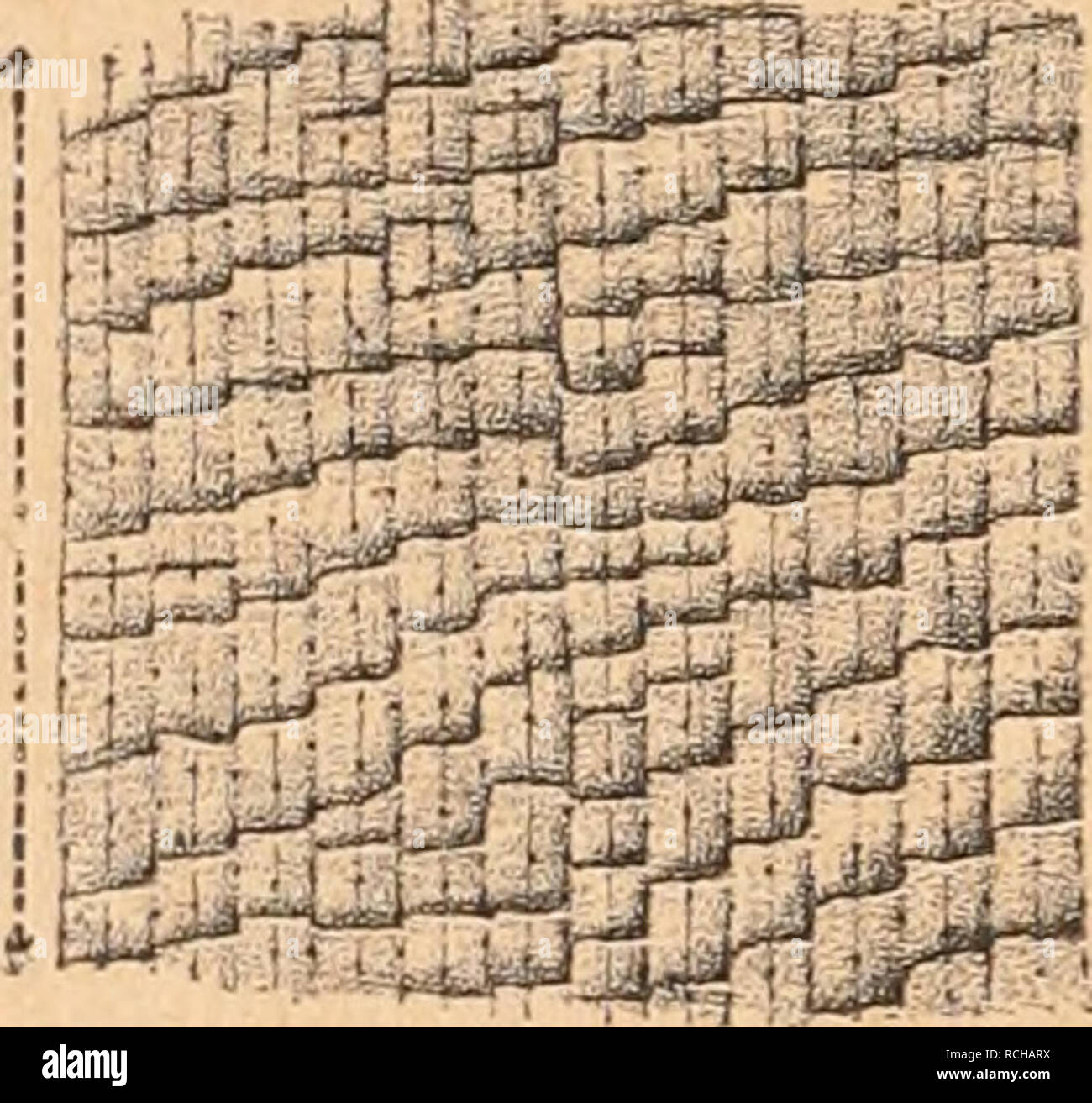 . Die Rohstoffe des Pflanzenreichs : Versuch einer Technischen Rohstofflehre des Pflanzenreiches. La botanica, economico. 394 Siebzehnter Abschnitt. Fasern. Im frischen Zustande sind die als Beschreibstoffe dienlichen Blatt- stücke der Offenburg leicht als solche zu erkennen und es ist das sollievo dieser beiden Blätter ein così verschiedenes, dass man unschwer ent- scheiden kann, ob man es mit dem Blatte der Talipot- oder Palmyra- palme zu tun habe. Die Fig. 135 u. 133 zeigen diese Unterschiede, wie sie sich im Lupenbilde zu erkennen geben. Sehr charakteristisch sind auch die braunen Punkte, welche in ganz Foto Stock