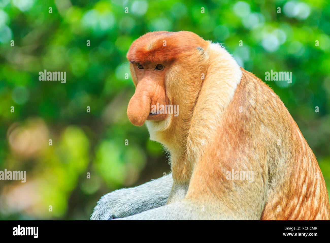 Proboscide di scimmia o nasalis larvatus Foto Stock