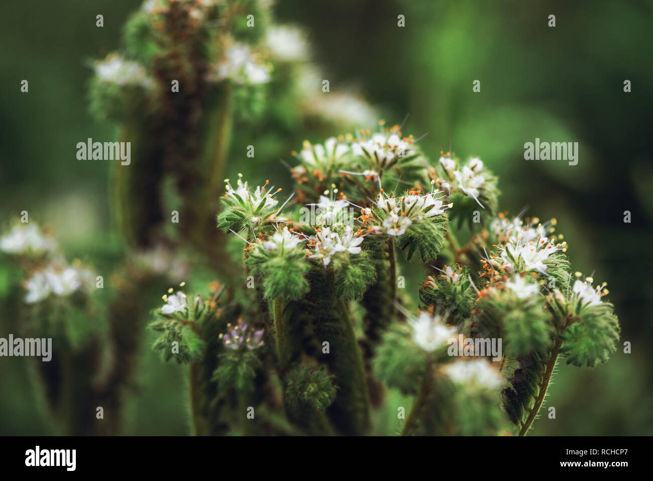 Phacelia tanacetifolia è un'erba annuale noto anche come lacy phacelia, tansy blu o porpora tansy. Messa a fuoco selettiva con molto leggera profondità di campo a. Foto Stock