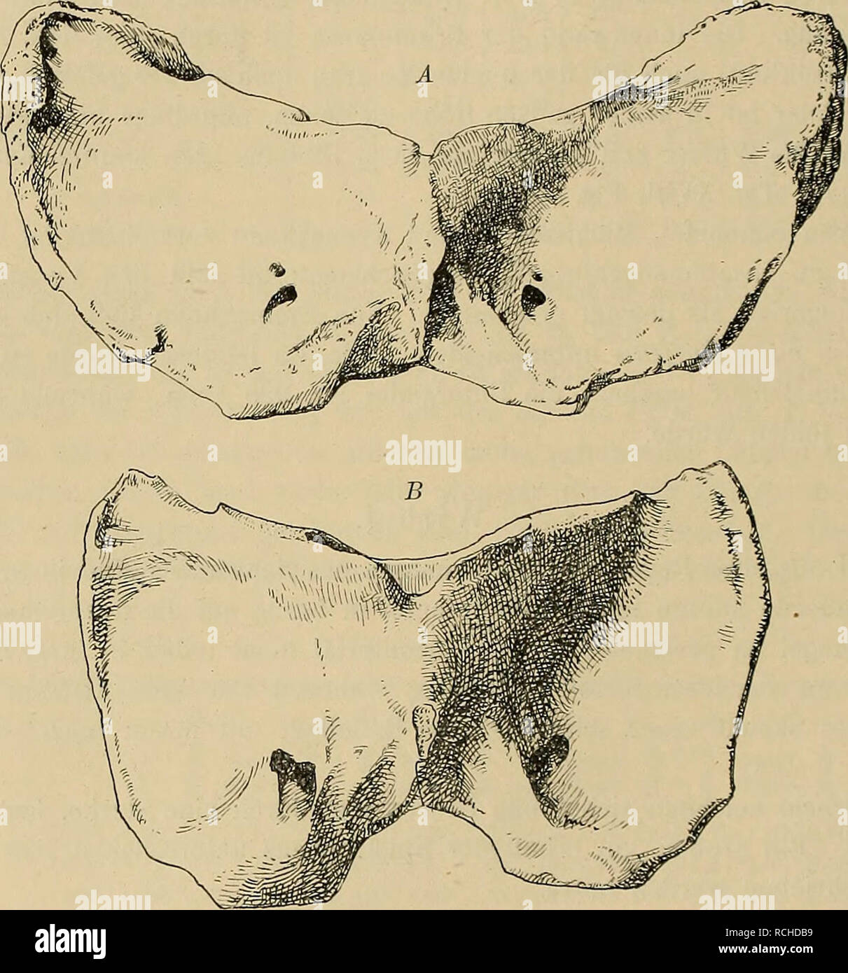 . Die Pithecanthropus-Schichten auf Java. Geologische und paläontologische Ergebnisse der Trinil-Expedition (1907 und 1908), ausgeführt mit Unterstützung der Akademischen Jubiläumsstiftung der Stadt Berlin und der Königlich bayerischen Akademi der Wissenschaften. Geologia e Paleontologia; Homo erectus. 132 H. Stremme, Wirbels, dann fällt der Dornfortsatz steil, aber etwas nach vorne abgeschrägt ab. Die Postzygapophysen sind wesentlich kürzer als bei dem vorigen und etwas mehr aufgebogen, die ebenfalls Querfortsätze kürzer und schwächer. Die stark ausgehöhlte Rückseite des Wirbelkörpers höher ist Foto Stock