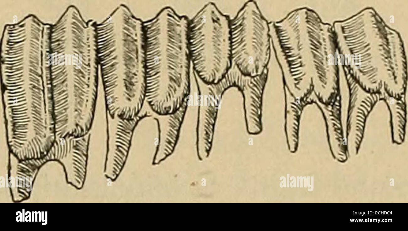 . Die Pithecanthropus-Schichten auf Java. Geologische und paläontologische Ergebnisse der Trinil-Expedition (1907 und 1908), ausgeführt mit Unterstützung der Akademischen Jubiläumsstiftung der Stadt Berlin und der Königlich bayerischen Akademi der Wissenschaften. Geologia e Paleontologia; Homo erectus. 120 H. Stremme. la guerra als bei Boselaplnis. Ferner ist der Abschnitt hinter den Hornkernansätzen bei der fossilen kürzer. Tetraceros folgt in allen Proportionen durchaus Boselaphvs und weicht anche ebenso wie dieser von der fossilen forma ab. Zähne. Wie für den Vergleich der Schädel die Arbeit von Knott Foto Stock