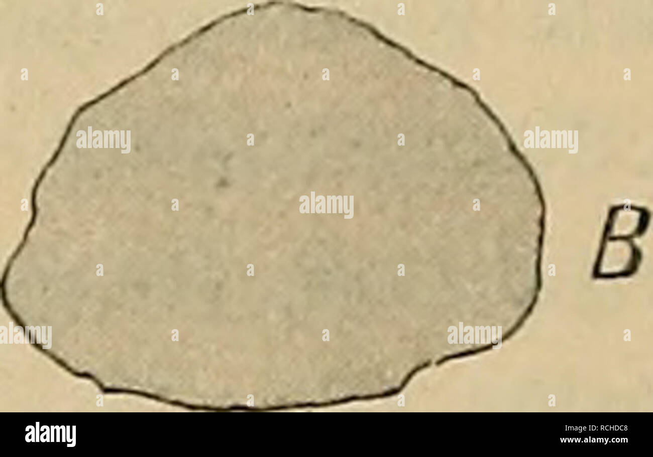 . Die Pithecanthropus-Schichten auf Java. Geologische und paläontologische Ergebnisse der Trinil-Expedition (1907 und 1908), ausgeführt mit Unterstützung der Akademischen Jubiläumsstiftung der Stadt Berlin und der Königlich bayerischen Akademi der Wissenschaften. Geologia e Paleontologia; Homo erectus. 118 H. Stremme. der Hornzapfen. Aber diese Eigenschaften sind bei der javanischen forma z. T. stärker ausgeprägt und zwar in einer Weise, die ihr ein wesentlich abweichendes Aussehen gibt. Die Hornzapfen (Fig. 3) sind bei ihr flacher und stärker dreikantig, die kantige Verlängerung des Stirnwulstes Foto Stock