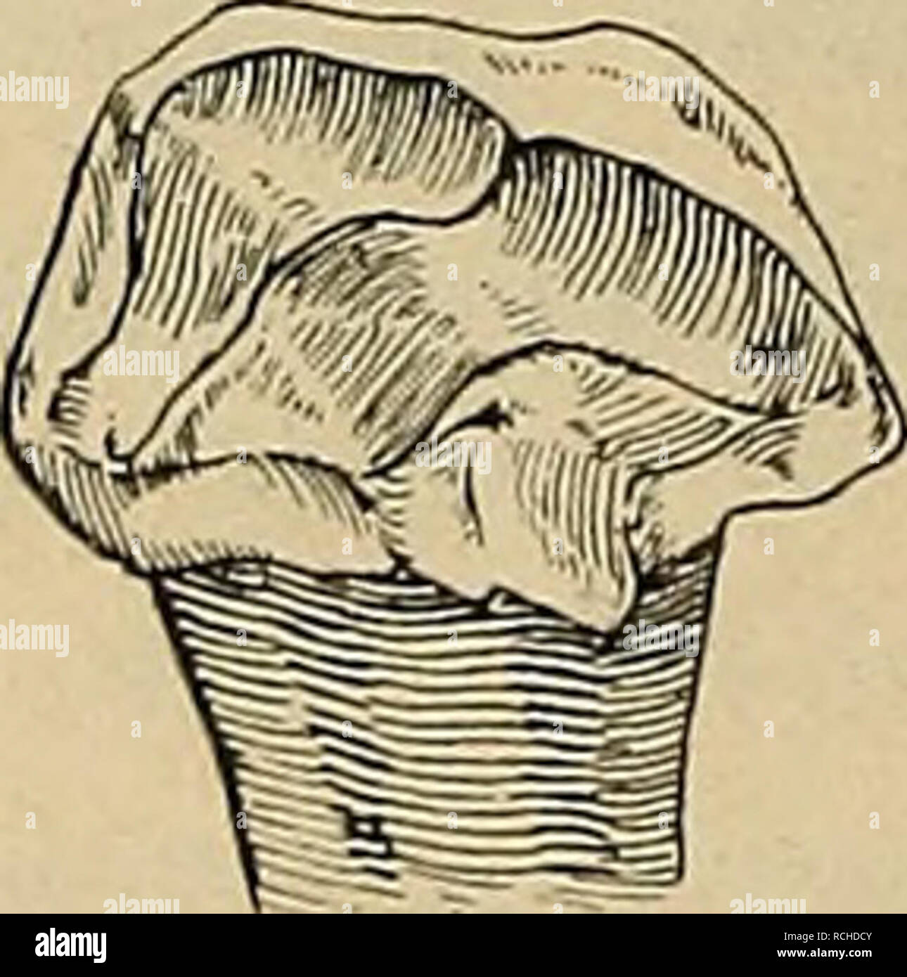 . Die Pithecanthropus-Schichten auf Java. Geologische und palÃ¤ontologische Ergebnisse der Trinil-Expedition (1907 und 1908), ausgefÃ¼hrt UnterstÃ¼tzung mit der Akademischen JubilÃ umsstiftung¤der Stadt Berlin und der KÃ¶niglich bayerischen Akademi der Wissenschaften. Geologia e Paleontologia; Homo erectus. 102 H. Stremme, Der guerra Unterschied etwa der, daÃ das Weibchen des fossilen in der GrÃ¶Ãe das MÃ¤nnchen des Schweines rezenten erreichte. dist. prox. Dist. Radius Raggio MetacaTp. II Metacarp.III Metacarp.IV Metacarp. V dist. Tihia Metatars. III Nr. rechts links rechts links links prox. rechts Foto Stock