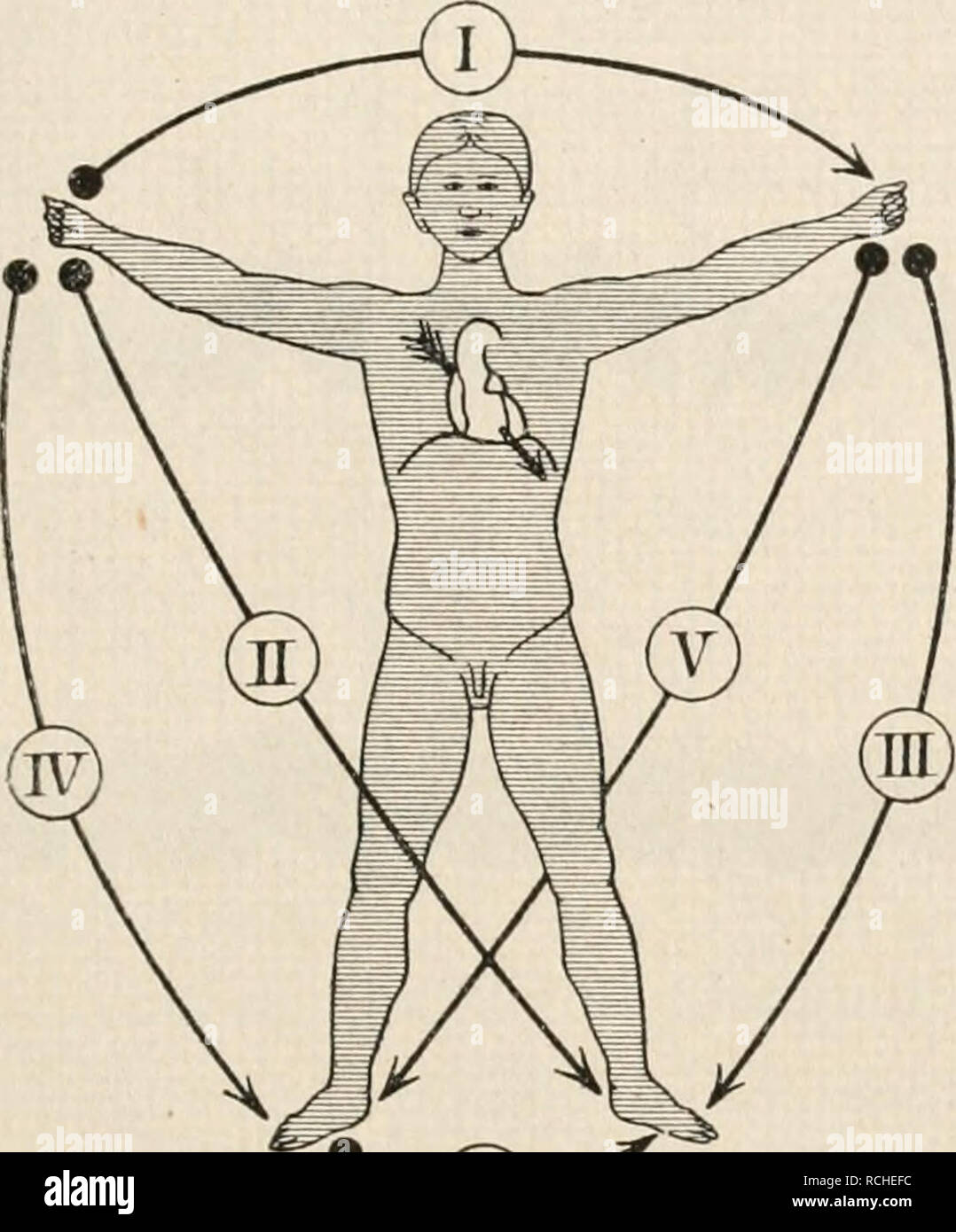 . Die Physiologie des Kreislaufes. Sistema cardiovascolare. Die elektrischen Erscheinungen am Herzen. 215 unter welchen 1., 2., 3. mit den entsprechenden Ableitungsstellen bei Einthoven identisch sind, 2. (Rechte mano - rechter Fuß) mit Ableitung IV und 3. (Linke a mano - rechter Fuß) mit Ableitung V bei Kraus und Nicolai übereinstimmt. Hierzu kommt noch als eine sechste Ableitung die vom Mund zum rechten oder linken Fuß. Zwischen den bei den Ableitungsweisen I, II und III erhaltenen Elektro- kardiogrammen besteht bei einer und derselben persona ein enger Zusammenhang, indem der Ableitung zwischen Foto Stock