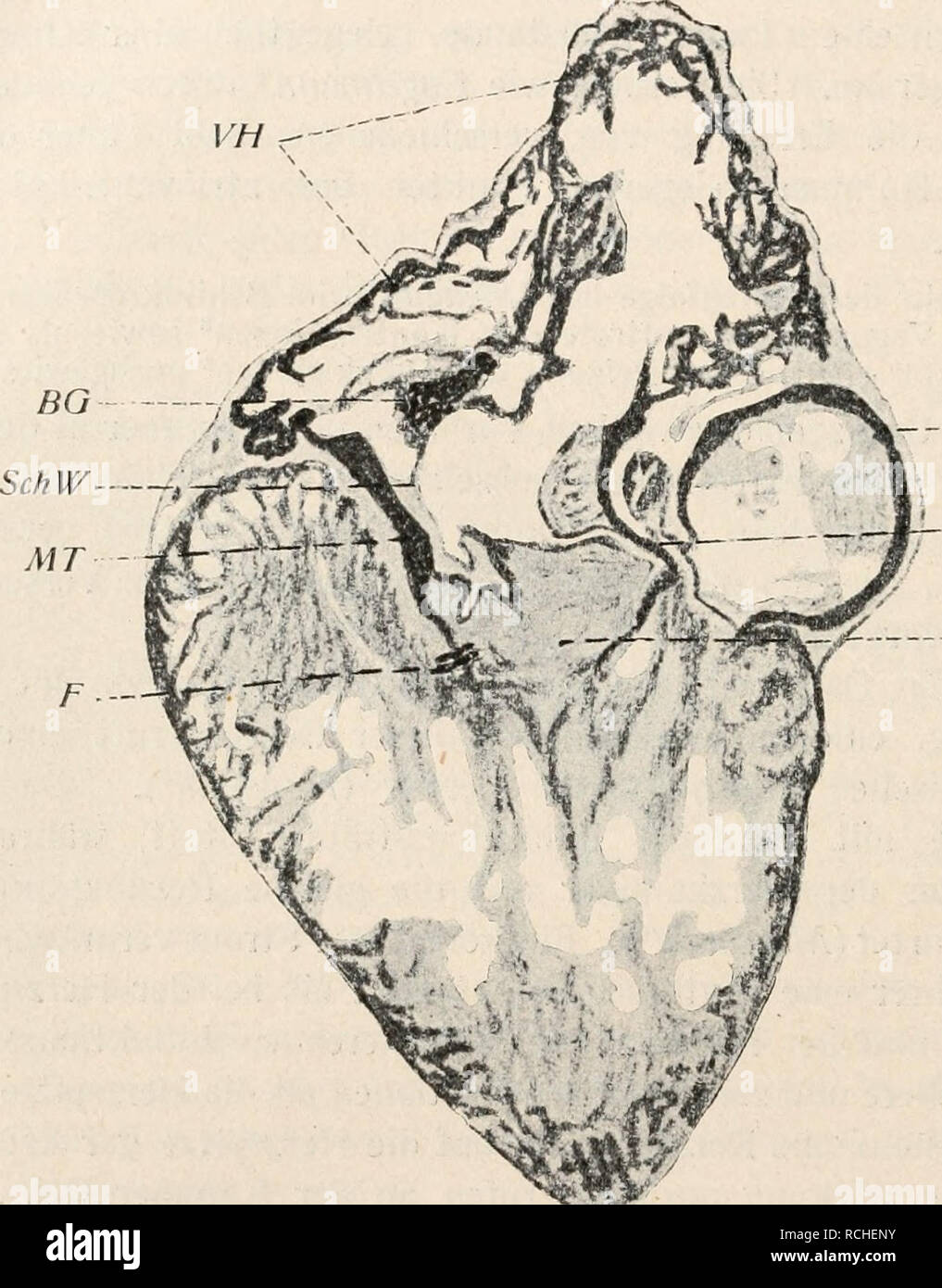 . Die Physiologie des Kreislaufes. Sistema cardiovascolare. 108 innervazione Die des Herzens. Aus diesen Erfahrungen folgt anche unbedingt, dass etwa an der Grenze zwischen Vorhof und Kammer ein Gewebe sich findet, das Mit einem verhältnis- mäßig großen Grade von Automatie ausgerüstet ist. In früheren Zeiten bezog uomo allgemein diese Eigenschaft auf das Biddersche ganglio, und H. Munk1 glaubte dafür einen Beweis erbracht zu haben, als er fand, dass eine ,,einfache mechanische Reizung", welche an der Mitte des oberen Kammerrandes angebracht wurde, eine ganze Reihe von Pulsationen hervorbrachte. Foto Stock