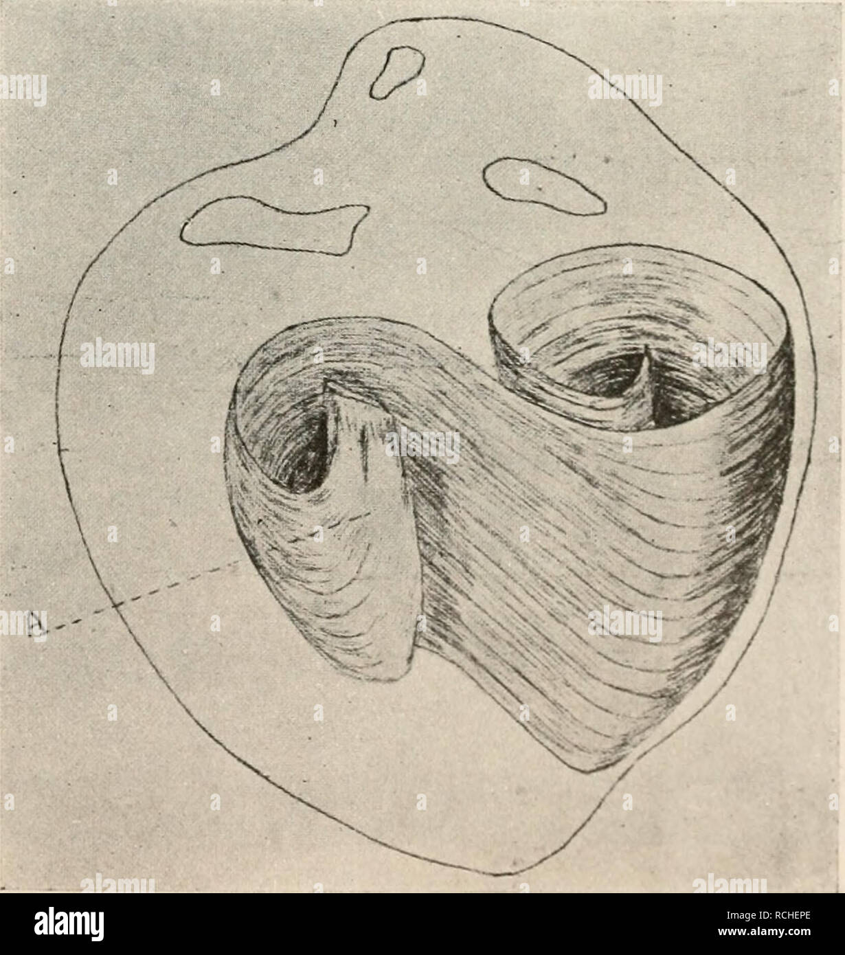 . Die Physiologie des Kreislaufes. Sistema cardiovascolare. Fig. 49. Das Herz fast vollständig aufgerollt. A-F wie in Fig. 48; G, Endigung der in Fig. 42 abgebildeten Fasern {B) in den Papillarmuskeln der Scheidewand; C, vorderer Papillarmuskel. welche in der einen Kammer am oberflächlichsten liegen in der anderen die tiefste Lage einnehmen. Schematisch läßt sich dies durch drei Bündel darstellen, welche in der aus Fig. 53 ersichtlichen Weise zusammengerollt wer- den. Die oberste Schicht liegt links am oberflächlichsten, rechts am tiefsten; sie um- kreist die linke Kammer voll- ständig und endi Foto Stock