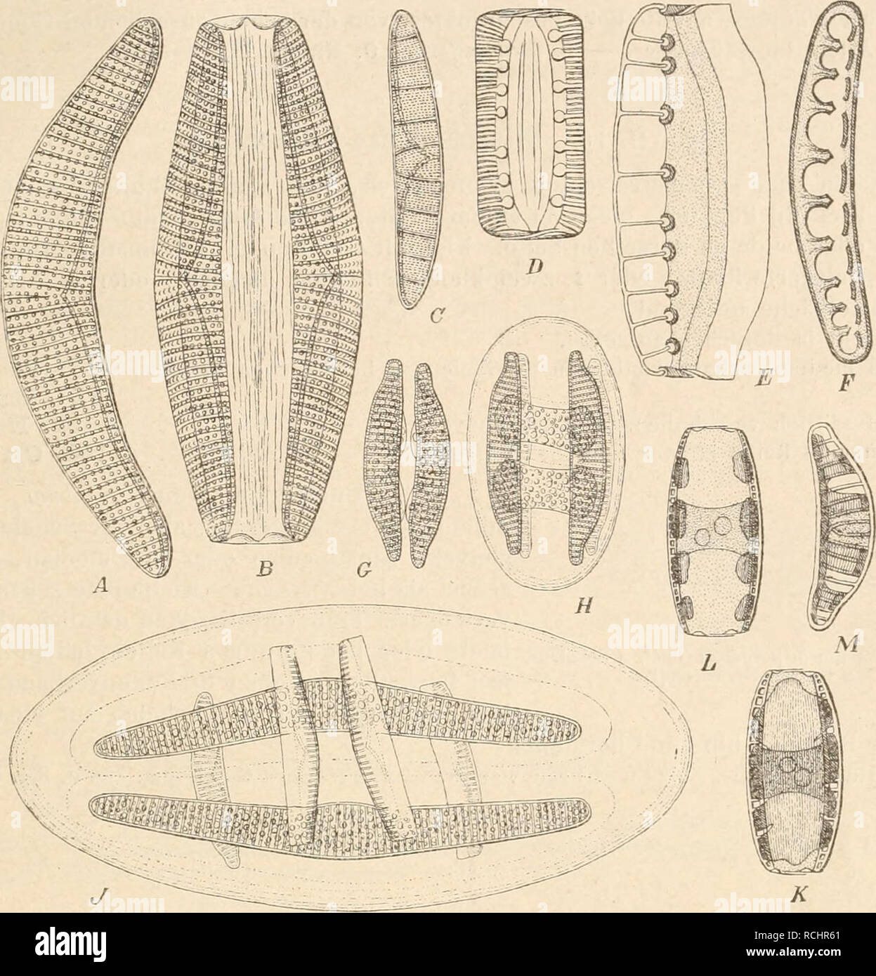 . Die Natürlichen Pflanzenfamilien nebst ihren Gattungen und wichtigeren Arten, insbesondere den Nutzpflanzen, unter Mitwirkung zahlreicher hervorragender Fachgelehrten begründet. La botanica. Bacillariaceae. (Schutt.) 141 26 Arten, süß im- und Brackwasser. - E. Hyndmannii W. Sm. (Fig. 256 A. D). Sez. I. Ett-Epitliemia F. S. Zwischenband ohne Quersepten. Transversalrippen nicht bekopft. - E. gibba (Ehrenb.; Kütz., eine der gewöhnlichsten Süßwasserfonnen. Marin ist E. musculus Kütz.. Fig. 256. Un, B Epithemia Hyndmannii W. Sm. (500|1). - C, D E. Argus (Ehrenb.) Kütz. (500/1). - E, F E. tur- gida (Eh Foto Stock