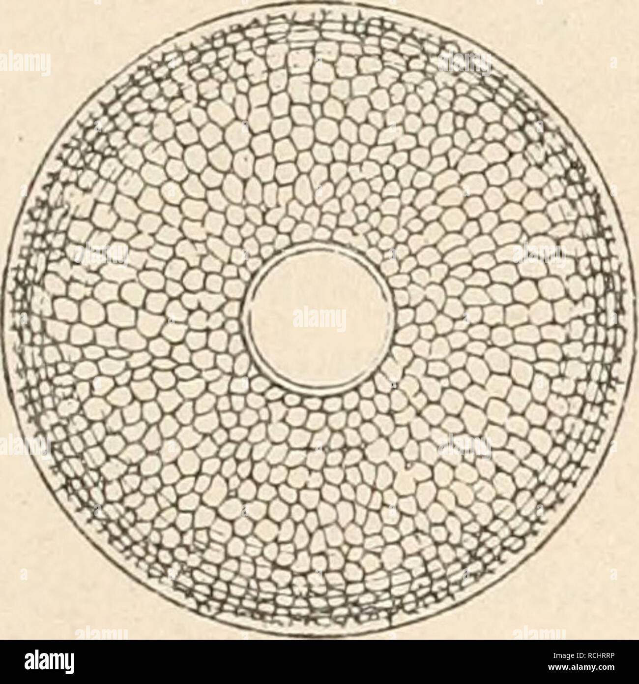 . Die Natürlichen Pflanzenfamilien nebst ihren Gattungen und wichtigeren Arten, insbesondere den Nutzpflanzen, unter Mitwirkung zahlreicher hervorragender Fachgelehrten begründet. La botanica. 4 B Fig. 81. Un Ethmodisciis japonicus Castr., Schalenansicht (350/1). - B E. icyvilleanus Castr., Gürtelansicht (40/iJ. (Nach Castracane.) C Fig. t&GT;2. Antelmintllia gigas (Castr.), Schutt Uürtelansicht (24/1). (Nach Schutt.) 19. Porodiscus Grev. Kreisförmig Querschnitt, elliptisch oder rhombisch. Schalen bisweilen ungleich. Schale leicht convessa, kuppeiförmig oder abgestumpft kegelförmig, mit centralem, eseguire Foto Stock