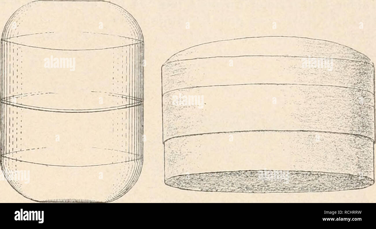 . Die Natürlichen Pflanzenfamilien nebst ihren Gattungen und wichtigeren Arten, insbesondere den Nutzpflanzen, unter Mitwirkung zahlreicher hervorragender Fachgelehrten begründet. La botanica. 4 B Fig. 81. Un Ethmodisciis japonicus Castr., Schalenansicht (350/1). - B E. icyvilleanus Castr., Gürtelansicht (40/iJ. (Nach Castracane.) C Fig. t&GT;2. Antelmintllia gigas (Castr.), Schutt Uürtelansicht (24/1). (Nach Schutt.) 19. Porodiscus Grev. Kreisförmig Querschnitt, elliptisch oder rhombisch. Schalen bisweilen ungleich. Schale leicht convessa, kuppeiförmig oder abgestumpft kegelförmig, mit centralem, eseguire Foto Stock