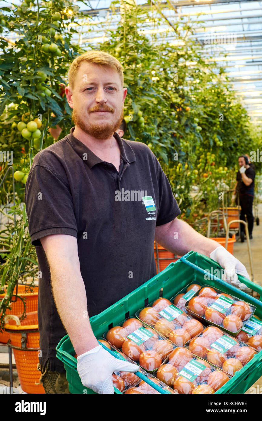 Un Islenskt Graenmeti (Islandese verdure) lavoratore tenendo una cassa di appena raccolto e confezionate i pomodori coltivati nelle loro serre geotermiche. Foto Stock