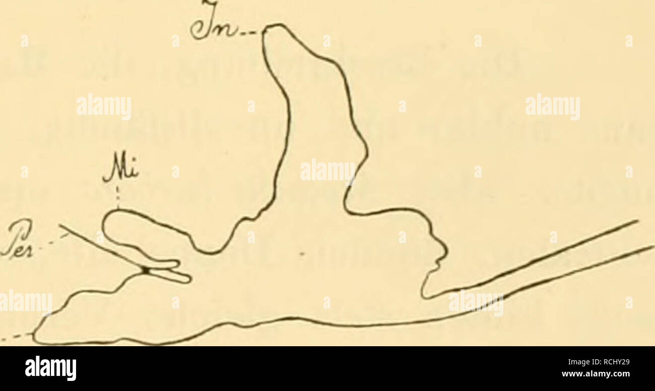 . Die Mytiliden des Golfes von Neapel und der angrenzenden Meeres-Abschnitte, I. Teil. Mytilidae; molluschi -- Italia Napoli, Baia di. Müdiola barbata. J Q [ nicht einheitlich Braun, sondern auf der dunkelbraunen oder violettbraunen Fläche der Innen- falte erheben sich o dem Analsiplio eine Anzahl wechselnde glänzend weisser Papillen (vergi. Taf. 2 La Fig. 8, 13, 14 und TAF. 4 F'ig. 40 Pä), die rechts und links vollkommen onu- symmetrisch angeordnet sein können. Sie felilen fast nie. Kleinere weisse Flecken und Pünktchen treten noch am Analsipho selbst auf. Bei Verschluss dem des Mantels am Unter- Foto Stock