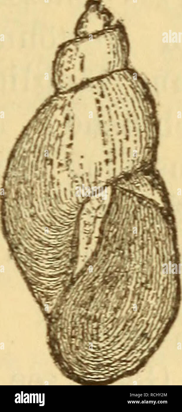 . Die Mollusken-Fauna Mitteleuropa. Molluschi. 771 Verbreitung: Nur im Genfer vedere bei Morges bei 50 m Tiefe. Bemerkung: Diese Limnae seltener ist als die folgende (Brot hat nur 3 Exemplare gesehen, von denen nur 2 lebend waren). - Trotz der sehr veränderten Gestalt der Schnecke ist ihre Abzweigung von L. stagnalis unverkennbar und zwar von deren var. lacustris der Uferfauna, die sich durch das Gewinde verkürzte auszeichnet. 2. Limnaea abyssicola Brot. Limnaea abyssicola Brot. Mater. I. Serie p. 112 t. 3 f. 5 u. 6. - - Clessin Mal. Il beato XXIV p. 172 t. 3 i. 9. La loro: nicht beschrieben. Gehäuse: Foto Stock