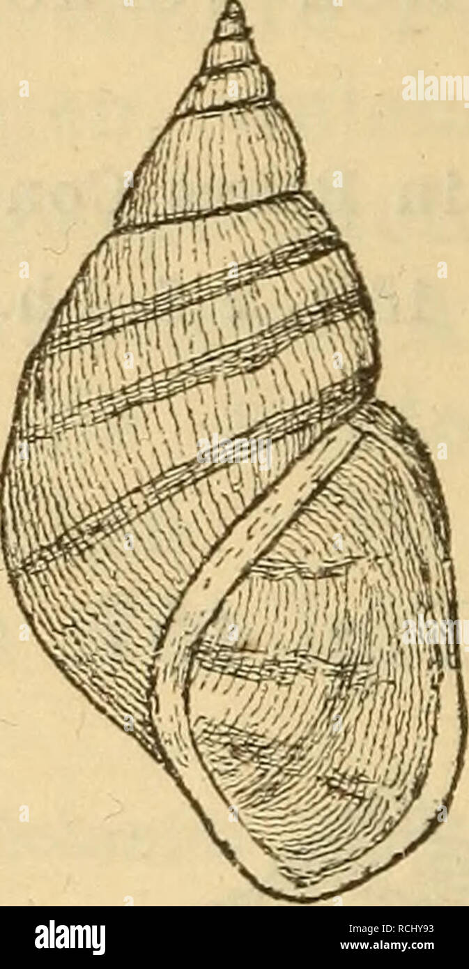 . Die Mollusken-Fauna Mitteleuropa. Molluschi. Bemerkung 676. Brot gibt die Varietät nur aus Dal- matien un; die mir vorliegenden exemplare, von Herrn H. Tschapeck gesammelt, entsprechen jedoch durchaus der Brot'schen Abbildung, nur sind sie grösser bedeutend. 4. var. aequata ziegier. Met. Holandri var. y Brot Monogr. p. 12 t. 1 f. e. - Rossm. Icona. f. 664. 666. var. -Flava Zeleb. in schedis. - Aequata Ziegl. in C. Pfeiffer Naturg. III - fragilis F. Schmidt 1 - Salljari Kucik &gt; teste Brot. - Variegata più truci J t. 8 f. Fig. 458,. Mel. Hol. v. aequata. Gehäuse: glatt, ohne alle Skulptur, ho Foto Stock