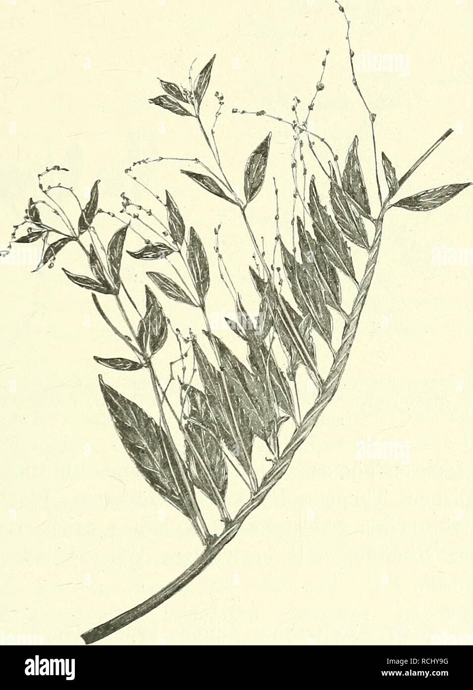 . Die mutationstheorie. Versuche und beobachtungen über die Entstehung von arten im pflanzenreich. Piante; evoluzione (biologia); Impianto ibridazione; evoluzione. Hemisyncotylie, Syncotylie, Amphisyncotylie. 325 zufällig gefundenen syncotylen Individuen, così wiederholt sich die er- scheinung in ihren Nachkommen, z. B. bei Valeriana alba (1892: 3 °/0, 1893: 6 °/0). Auch aus den Samen nicht-syncotyler Individuen der- selben Cultur kann sich die wiederholen Syncotylie, così z. B. bei Ama- rantus speciosus, Polygonum Convolvulus, Scrophularia nodosa u. a.1 Im Frühling 1894 pflanzte ich aus meiner tricot Foto Stock