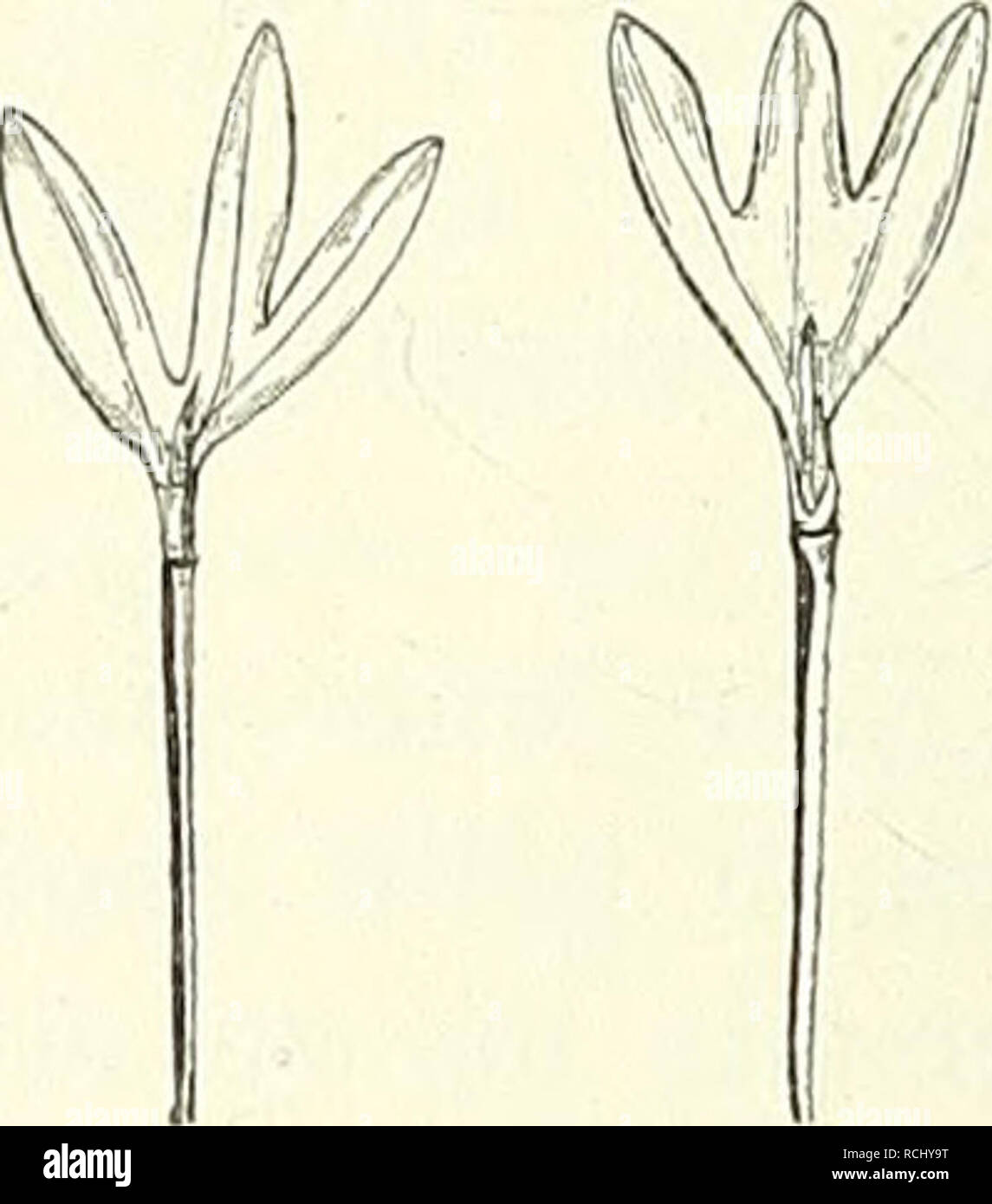 . Die mutationstheorie. Versuche und beobachtungen über die Entstehung von arten im pflanzenreich. Piante; evoluzione (biologia); Impianto ibridazione; evoluzione. Fig. 57. Polygonum Convolvulus. Beispiele trisyncotyler Keimpflanzen mit verschie- denen Graden der Spaltung und der Verwachsung. wachsen würde; ich erhielt dann zwar noch blühende, aber doch sehr schwache dünnstengelige Individuen. Nicht selten unterbleibt das Wachsthum der Plumula ganz, sowohl bei einseitigen Syncotylen als bei Becherbildungen. In diesem Falle bleibt die Keimpflanze viel länger am Leben als sonst, die wachsen Cotylen Foto Stock