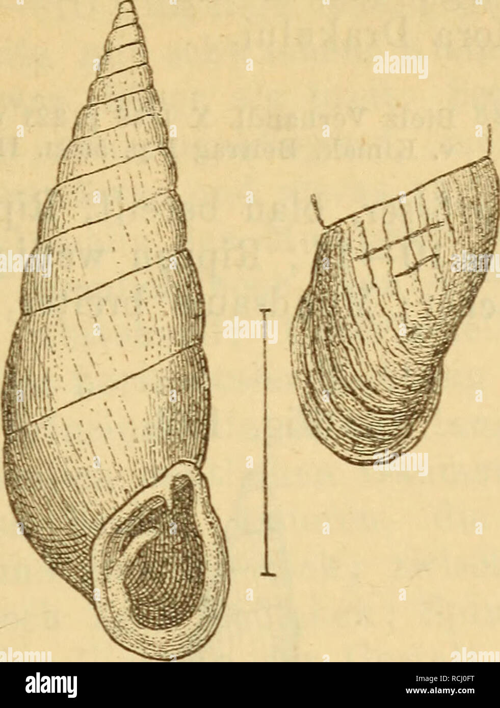 . Die Mollusken-Fauna Mitteleuropa. Molluschi. 309 Fig. 198.. A. Fuss. v. grandis. Verbreitung: Siebenbürgen am Timm oder der Kre- patura des Königstein. vor. 2. conjungens Bieiz in schea. Alopia priänosa Charp. v. conjungens y. Beitr Kimakowicz. II p. 133. Gehäuse: meist wenig schlanker, Im übrigen Ty dem- pus von IA. Entsprechend Fussiana: Mündung, Lamellen und Clausilium wie bei IA. Lischkeana; Gaumenfalten oft durch 1-3 zwischen denselben liegende Knötchen vermehrt. Verbreitung: Siebenbürgen, am Königstein (pro- päste-Schlueht?). Var. 3. Äiabolina v. Beitrag Kimakowicz II p. 131. Gehäuse: Foto Stock