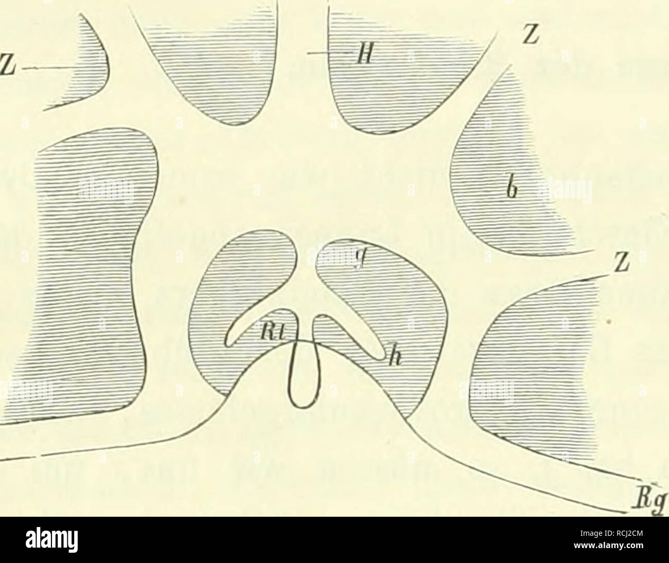 . Die Medusen; Physiologisch und Morphologisch auf ihr Nervensystem untersucht. Meduse. Holzschnitt 19. Hauptradiärgefässe zum Ringgefäss genauer, così finden wir, dass derselben jedes (HR, Holzschnitt 19, H, Holzschnitt 20) in den oberste Theil der convexen Seite einer bogenförmigen Biegung (b) einmündet, welche das Ringgefäss (Rg) um jeden Randkörper (RM) herum beschreibt. In die Seitentheile des Bogens münden einige Zwischenradiärgefässe (ZR Holzschnitt 19, Z Holzschnitt 20) ein, welche theilweise durch Anasto- mosen untereinander in Verbindung stehen. Gegenüber der Einmünduugsstelle de Foto Stock