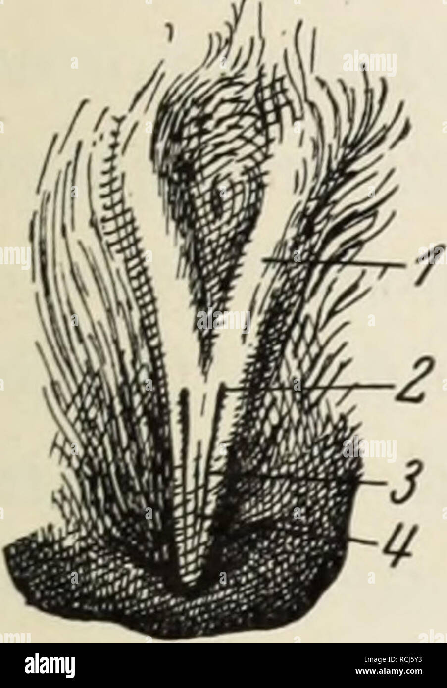 . Die Klassen und Ordnungen der Weichthiere (Malacozoa) : wissenschaftlich dargestellt in Wort und Bild. Tunicata; molluschi. A. Die Harnorjjane 95 Nabel durch eine Peritonealfalte, die Plica umbilicalis media, welche das Ligamentum pubovesicale und das Lig. vesicoumbilicale einschließt, letzteres sich am Centrum verticis ansetzend (abb. 28,7); laterale durch die Seiten- bänder, ebenfalls Peritonealfalten, jederseits eine Plica umbilicalis lateralis, je ein Ligamentum vesicae laterale einschließend, von der obliterierten Arteria umbilicalis herstammend. Diese Falten laufen dorsalwärts Am Rande d Foto Stock