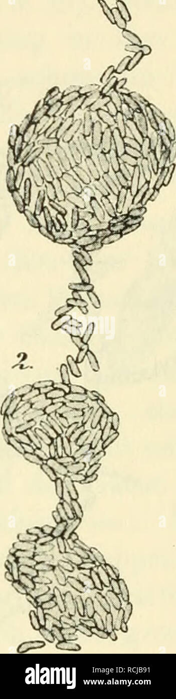 . Die mikroorganismen. Mit besonderer berücksichtigung der ätiologie der infektionskrankheiten. Batteriologia; le malattie trasmissibili. 278 Systematik der Bakterien. Ähneln denen des Proteus vulgaris, nur das fehlt Indol (Kuhn, A. 13). Nicht patogeno. Die Endprodukte des Wachstums sind kokkoide Elemente, über deren Bedeutung viel gestritten worden ist (vgl. allg. Un Morph. Bd. Ho S. 54). Von Kueth als Kokken bezeichnet, sollen Sie die Eintrocknung 17-26 Tage überstehen, während die Stäbchen in 52-108 Stunden zugrunde gehen; gegen hohe Temperaturen sollen Stäbchen und Kokken empfindlich gleich sein. E Foto Stock