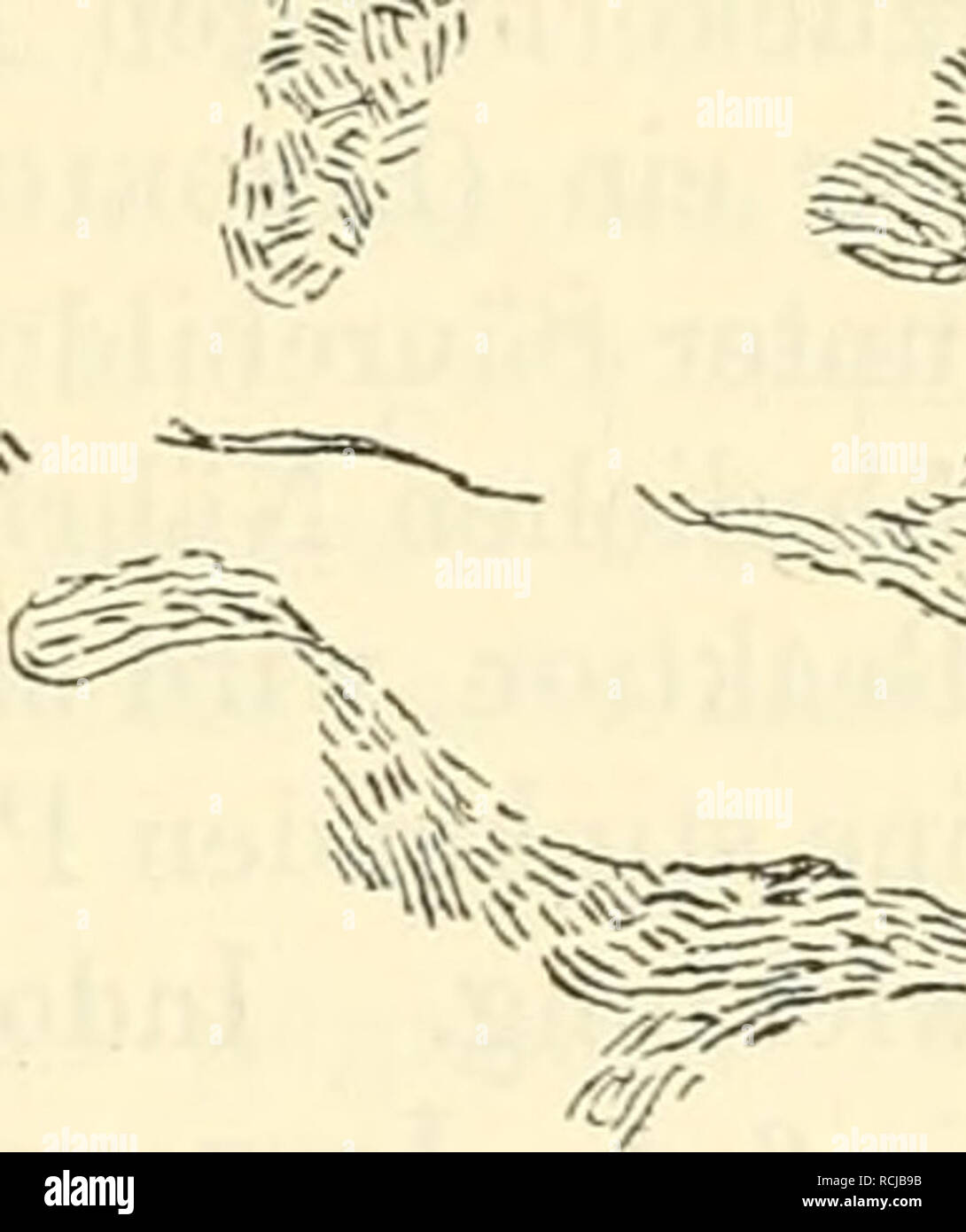 . Die mikroorganismen. Mit besonderer berÃ¼cksichtigung der Ã¤tiologie der infektionskrankheiten. Batteriologia; le malattie trasmissibili. Â 't. |[1 Fig. 75. KlatschprÃ¤parat von Proteus vulgaris (HÃ¤utente) mit sehwÃ¤rmenden isole. Vergr. 285. vielfache AuslÃ¤ufer in die Peripherie aussendet. Einige FadenstÃ¼cke findet man isoliert in der Umgebung. Dieses AusschwÃ¤rmen kann man unter UmstÃ¤nden unter dem Mikroskop direkt beobachten â es hÃ¤ngt das nicht allein vom NÃ¤hrboden, sondern auch von der Kultur selbst ab â ganze StÃ¤bchengruppen oder einzelne FÃ¤den entfernen sich unter AusfÃ¼hrung langsa Foto Stock