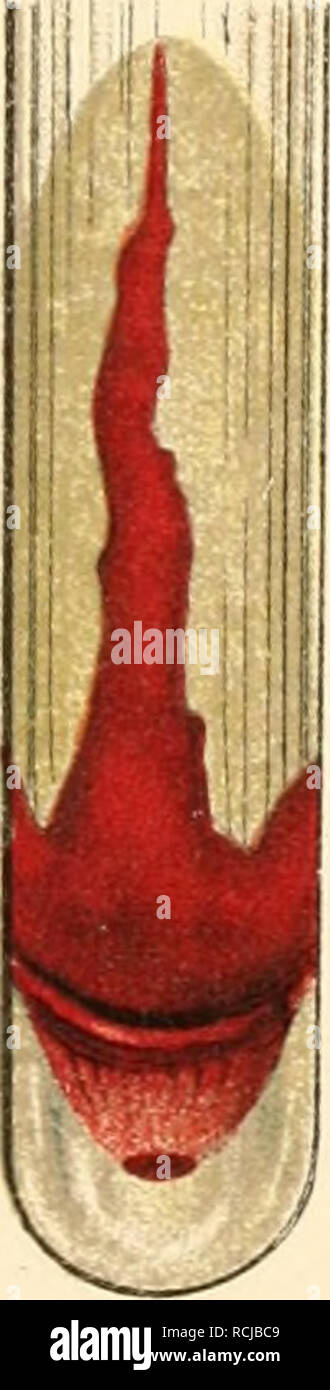 . Die mikroorganismen. Mit besonderer berücksichtigung der ätiologie der infektionskrankheiten. Batteriologia; le malattie trasmissibili. 14.. Si prega di notare che queste immagini vengono estratte dalla pagina sottoposta a scansione di immagini che possono essere state migliorate digitalmente per la leggibilità - Colorazione e aspetto di queste illustrazioni potrebbero non perfettamente assomigliano al lavoro originale. Flügge, Karl Georg Friedrich Wilhelm, 1847-. Leipzig, F. C. W. Vogel Foto Stock