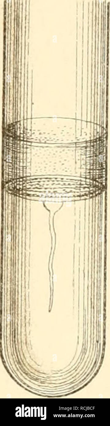 . Die mikroorganismen. Mit besonderer berücksichtigung der ätiologie der infektionskrankheiten. Batteriologia; le malattie trasmissibili. . Si prega di notare che queste immagini vengono estratte dalla pagina sottoposta a scansione di immagini che possono essere state migliorate digitalmente per la leggibilità - Colorazione e aspetto di queste illustrazioni potrebbero non perfettamente assomigliano al lavoro originale. Flügge, Karl Georg Friedrich Wilhelm, 1847-. Leipzig, F. C. W. Vogel Foto Stock