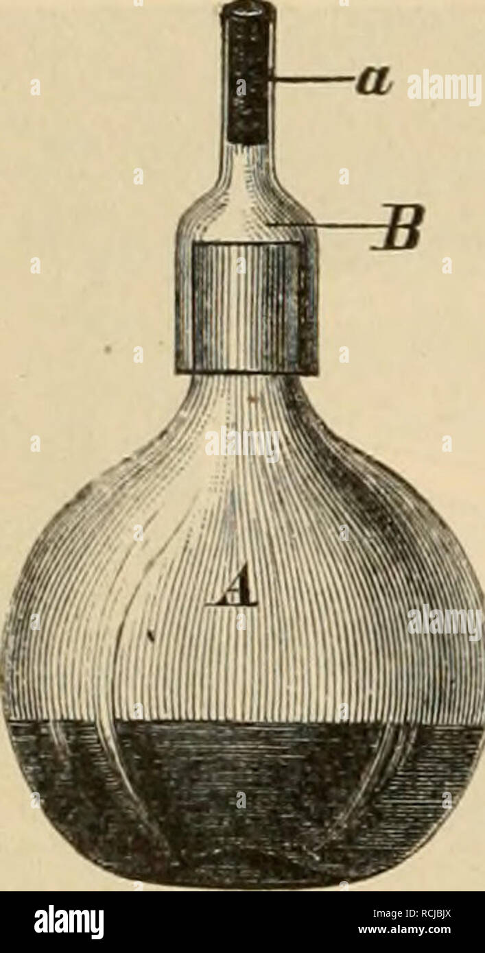 . Die mikroorganismen. Mit besonderer berücksichtigung der ätiologie der infektionskrankheiten. Batteriologia; le malattie trasmissibili. Fig. lö. Übersteht; derselbe soll nicht zu fest an den Wandungen anliegen, damit nicht durch Furchen der kompakten Masse durchlässige Kanäle lei- gestellt werden. Von Pasteue sind kleine Kölbchen (matras) eingeführt, auf deren Hals zunächst ein kleiner timone (Fig. 19) aufgeschliffen ist, und erst dieser Helm trägt einen Wattepfropf (a). Diese Kölbchen sind namentlich geeignet für Kulturflüssigkeiten, von denen häufiger abgeimpft werden soll; uomo braucht dann nicht Foto Stock