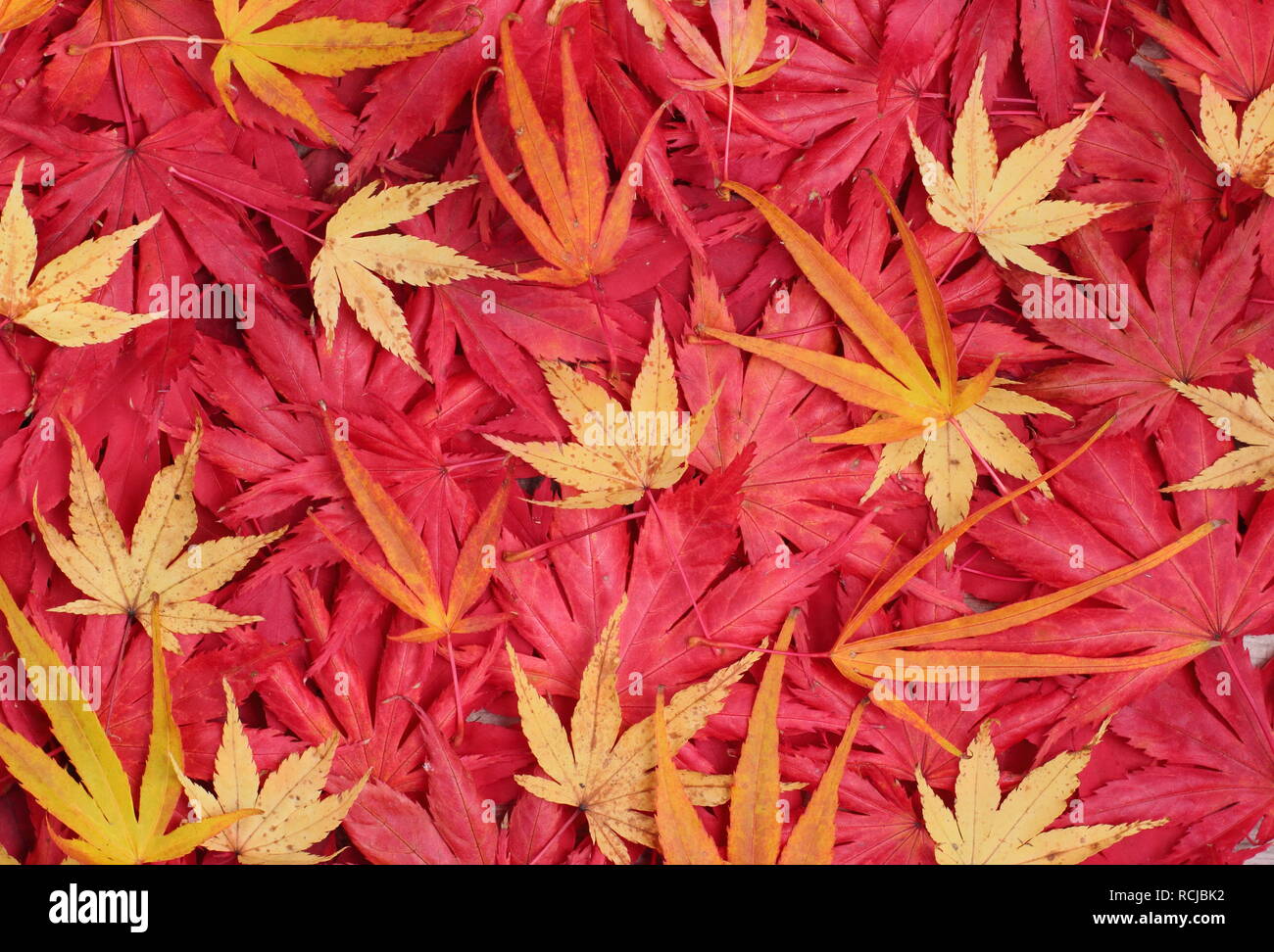Foglie d'autunno. Acer palmatum esce in autunno. Nella foto: Rosso "Osakazuki", "Matsukaze", "Trompenburg". Giallo: 'Sango kaku', 'Villa Taranto' Foto Stock