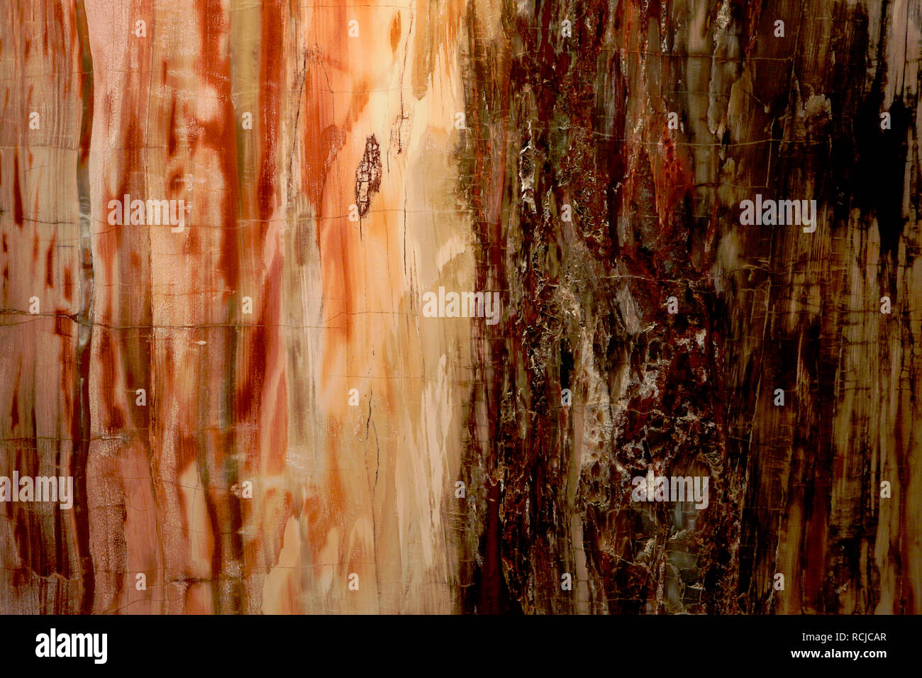 Un bel legno pietrificato texture di sfondo nei colori rossi e gialli. Foto Stock
