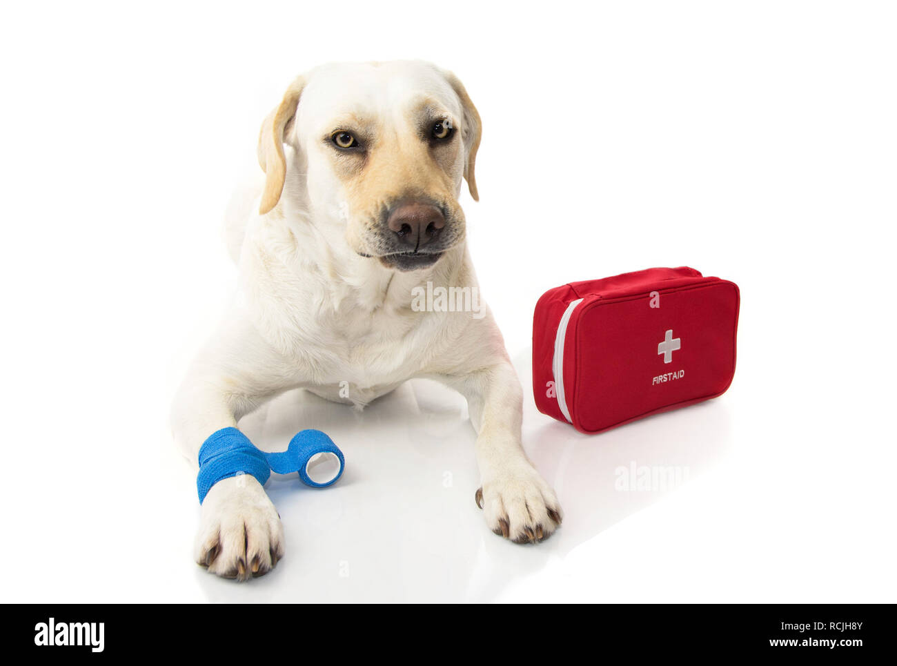 Malati di cane. Il Labrador disteso con un elastico bendaggio blu o banda sul piede o zampa e una di emergenza o di primo soccorso. La realizzazione di un volto. Isolato studio SH Foto Stock