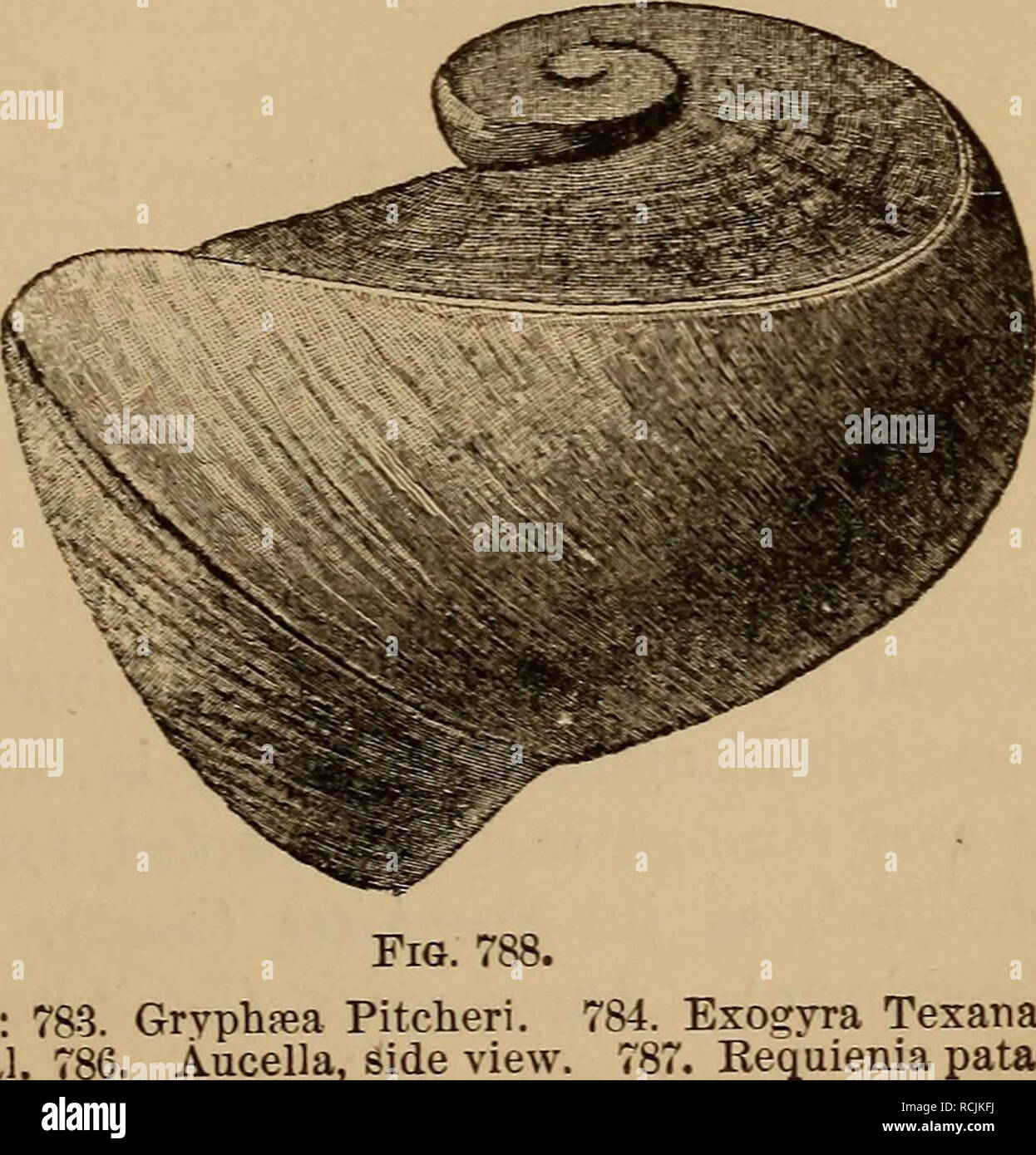 . Elementi di geologia : un libro di testo per collegi e generali per il lettore. La geologia. Figg. 783-788.-Comanche gusci (dopo bianco): 785. Aucella Errinstonii. Gruppo di Knoxville, Cal giata. 788. Requienia texana.. 84. Exogyra texana. Requienia pata-. Si prega di notare che queste immagini vengono estratte dalla pagina sottoposta a scansione di immagini che possono essere state migliorate digitalmente per la leggibilità - Colorazione e aspetto di queste illustrazioni potrebbero non perfettamente assomigliano al lavoro originale. LeConte, Giuseppe, 1823-1901. New York : D. Appleton e Co. Foto Stock