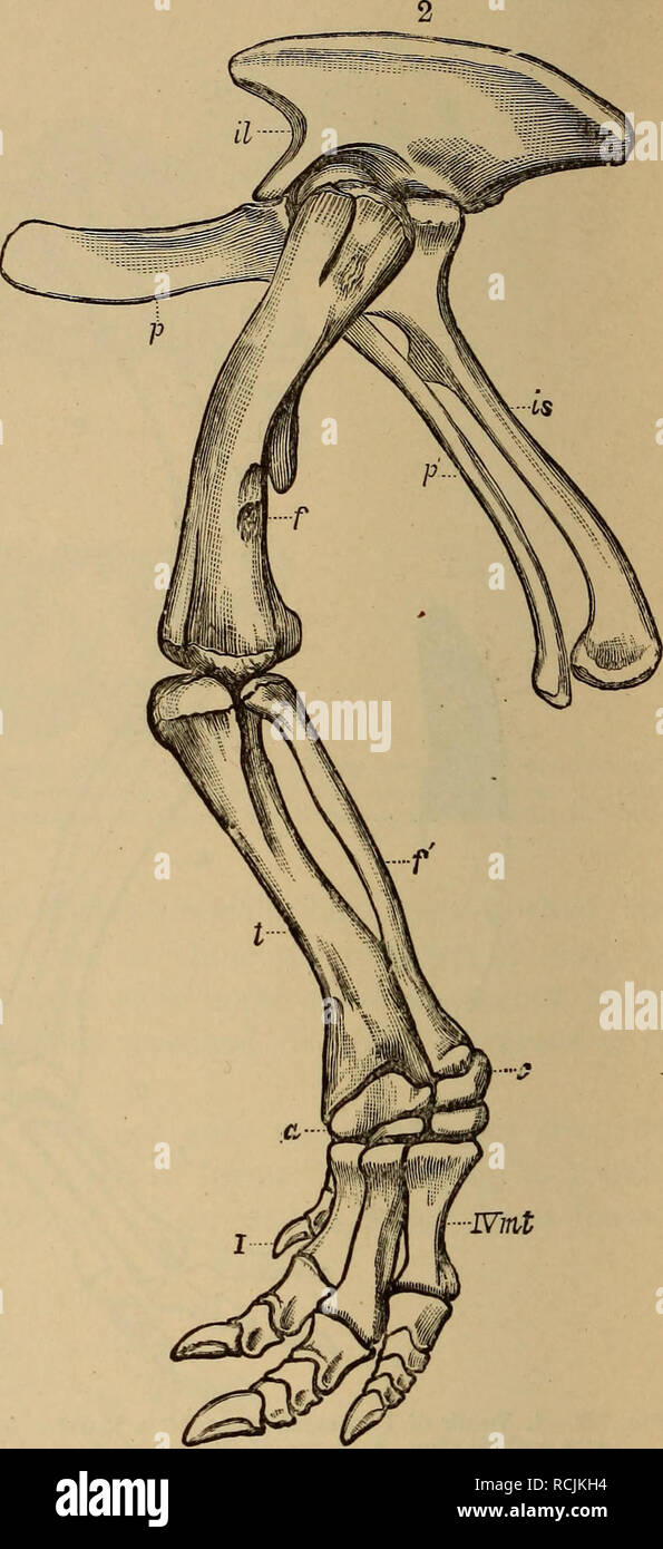 . Elementi di geologia : un libro di testo per collegi e generali per il lettore. La geologia. Fig. 748.-1. Le ossa di sinistra in avanti e gamba di Camptosaurus dispar (dopo la palude): s, scapola; c, coracoid; h, Omero; r, raggio; u, ulna; io, prima cifra; V. quinta cifra. 2. Le ossa della zampa posteriore sinistra-gamba di Campto- notus dispar: il, osso iliaco; è, ischio; /;, il pube; /;", post-pube;/, femore; t, tibia;/', il perone; una, astragalo; c, calcagno; /, primo metatarso; IVmt, quarto metatarso. Entrambe le figure un dodicesimo dimensione naturale. American generi. Sono stati quattro-cinque toed, digitigrade e bipe- dal. Ciò è dimostrato dalle disparit Foto Stock