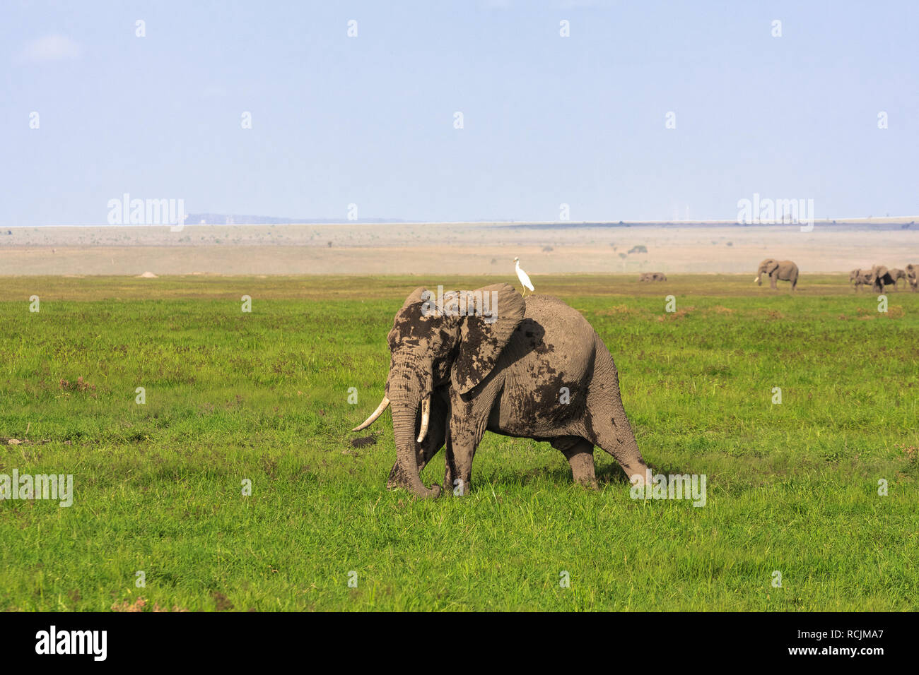 Amboseli sono elefanti paese . Elefante e heron nella savana. Kenya, Africa Foto Stock