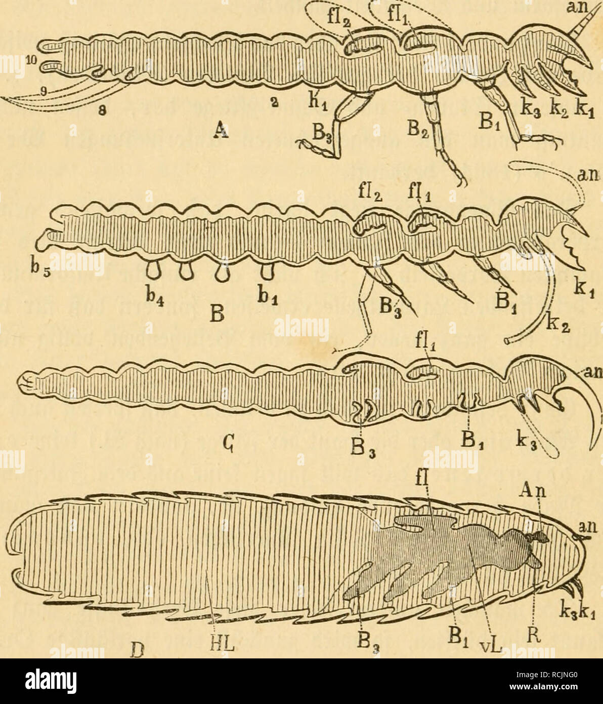 . Die Insekten. Gli insetti. 534 IL 2;^cir. §Inber§ fiitbet uomo e§ beim unterften 33i(D), ha^ xä) eben auf hk ejceptionelle (ber Sntmidlung ^iRuSciben begießt. §Ier ^aben nämtid^ Sarüe unb ^ntago nur einen gemein^ famen Sl^örpert^eil, b. i. ben §tnter(bei, tpä^renb ber (bunfter. ^1 vL ^ 5ig. 194*. gel^a(tene) S^orberleib essere§ Sn^^QO W nid^t mit bem guge^ f)örigen Sarüent^eite hedt, fonbern al§ ein feparater (Sinfd^fug, getüiffermagen un(§ eine ^ernbilbung er[d^eint, um ben bie iiaröenfiaut hk Schafe ober ben 'Plantet barfteHt.. Si prega di notare che queste immagini vengono estratte dalla pagina sottoposta a scansione immagine Foto Stock