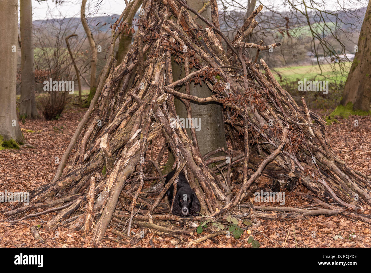 Rifugio ad albero con il cane, Blackwood Forest, Hampshire, Regno Unito Foto Stock