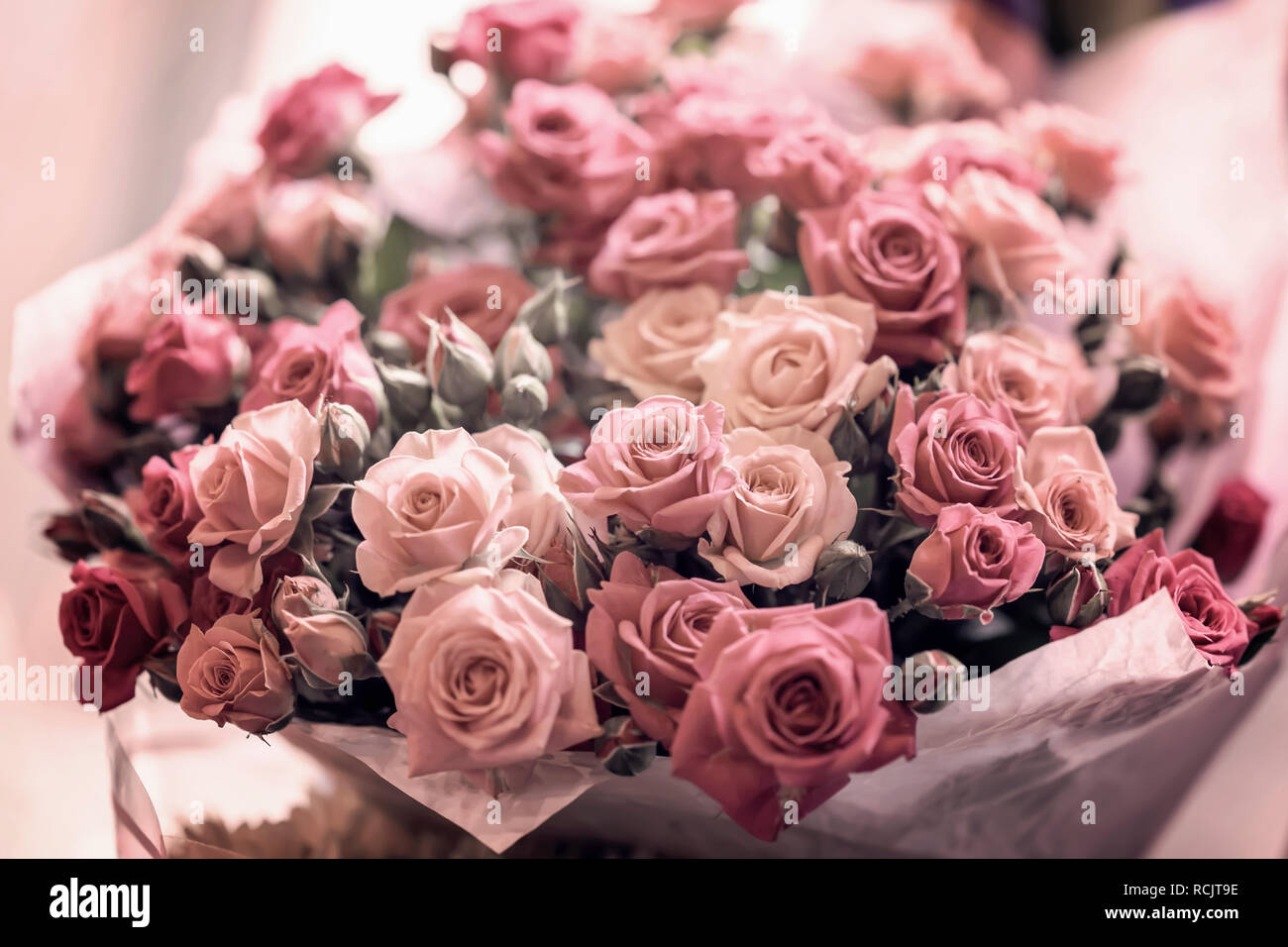 Grande mazzo di rose rosa close-up, color corallo, il fuoco selettivo Foto Stock